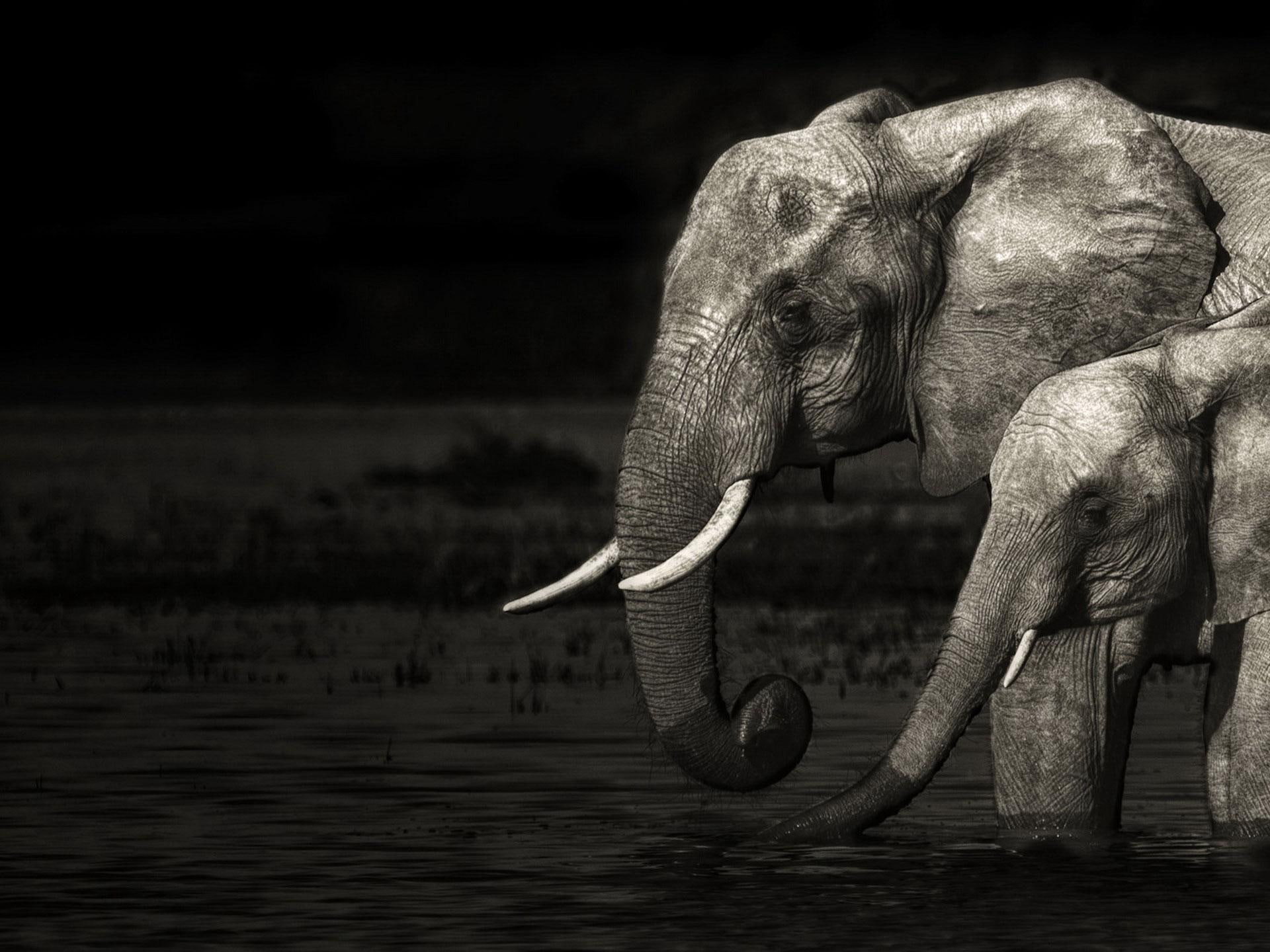 mother, 1080P, animal, animals, wild, family, elephant, HD Wallpaper