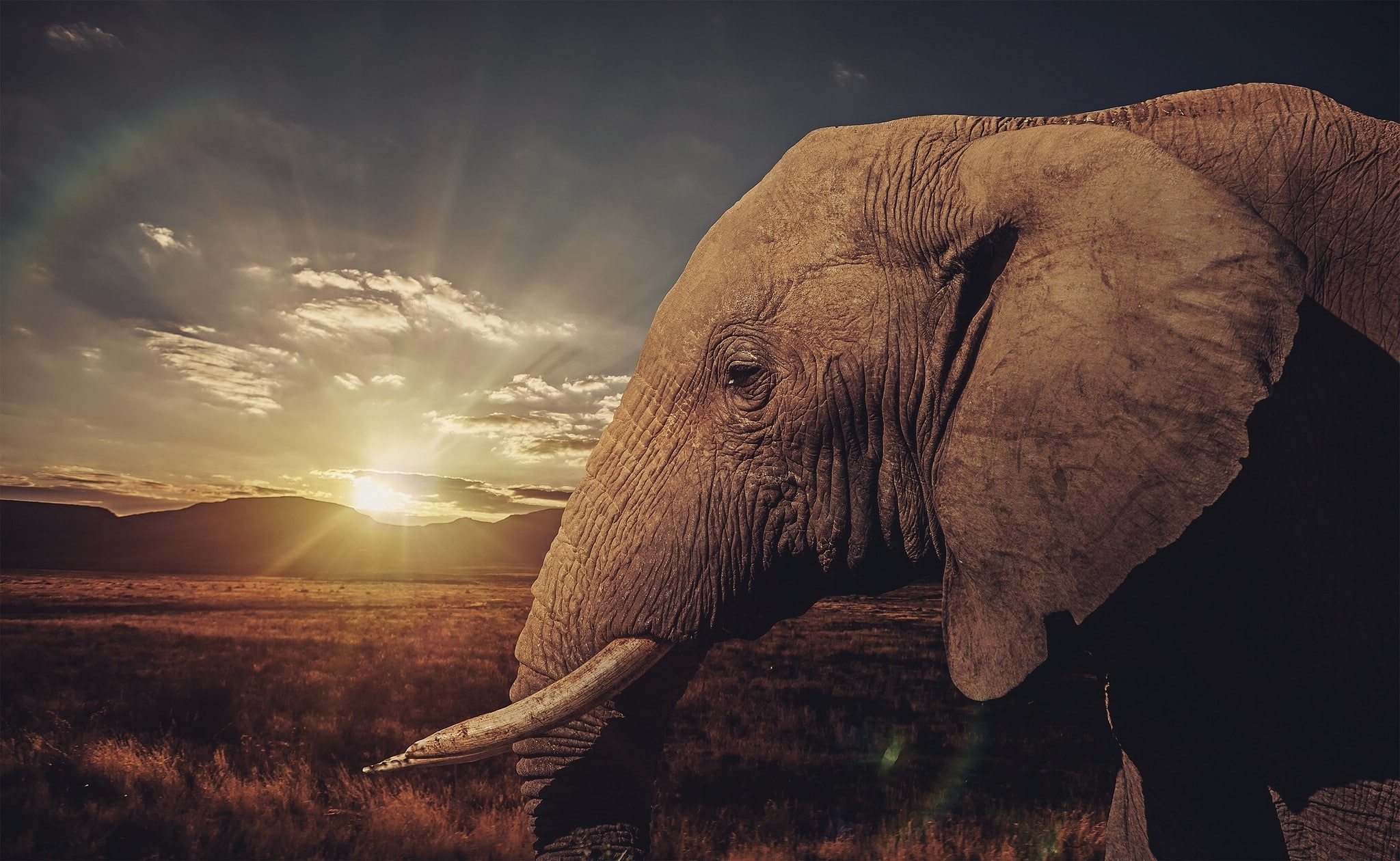 1080P, animals, elephant, HD Wallpaper