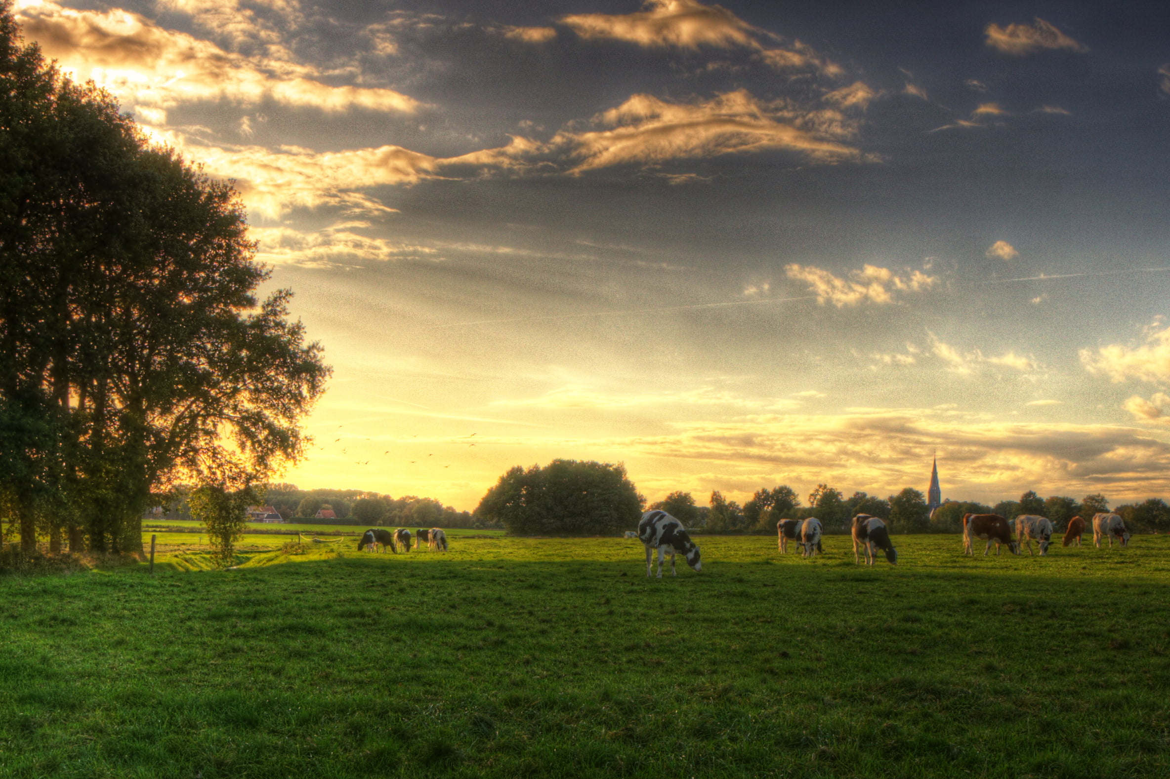 mammal, animal, sunset, meadow, 1080P, grazing, cow, grass, photograph, fields, nature, cows, dutch, herd, landscape, outdoors, HD Wallpaper