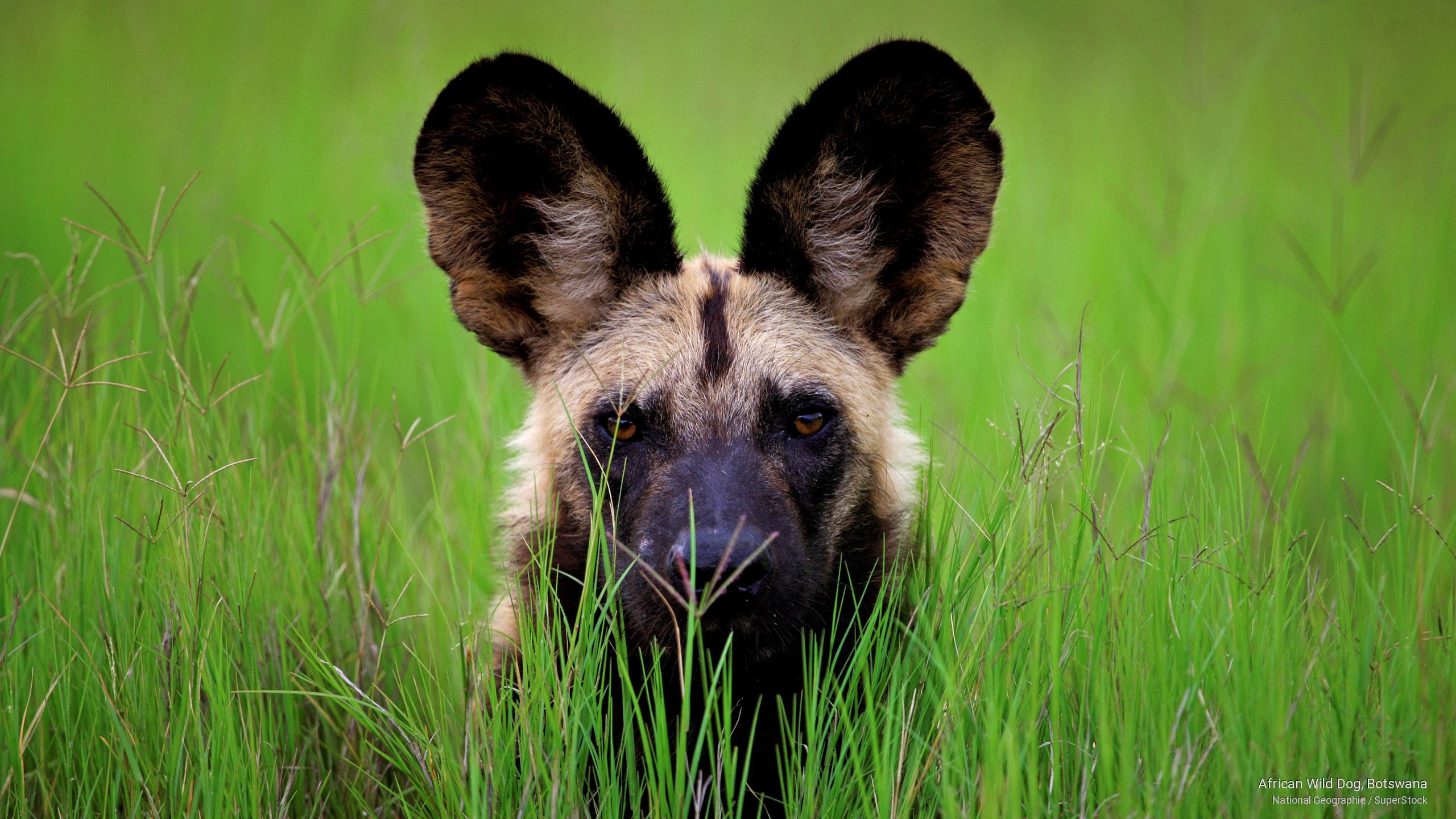 botswana, wild, Animals, african, dog, 2K, HD Wallpaper