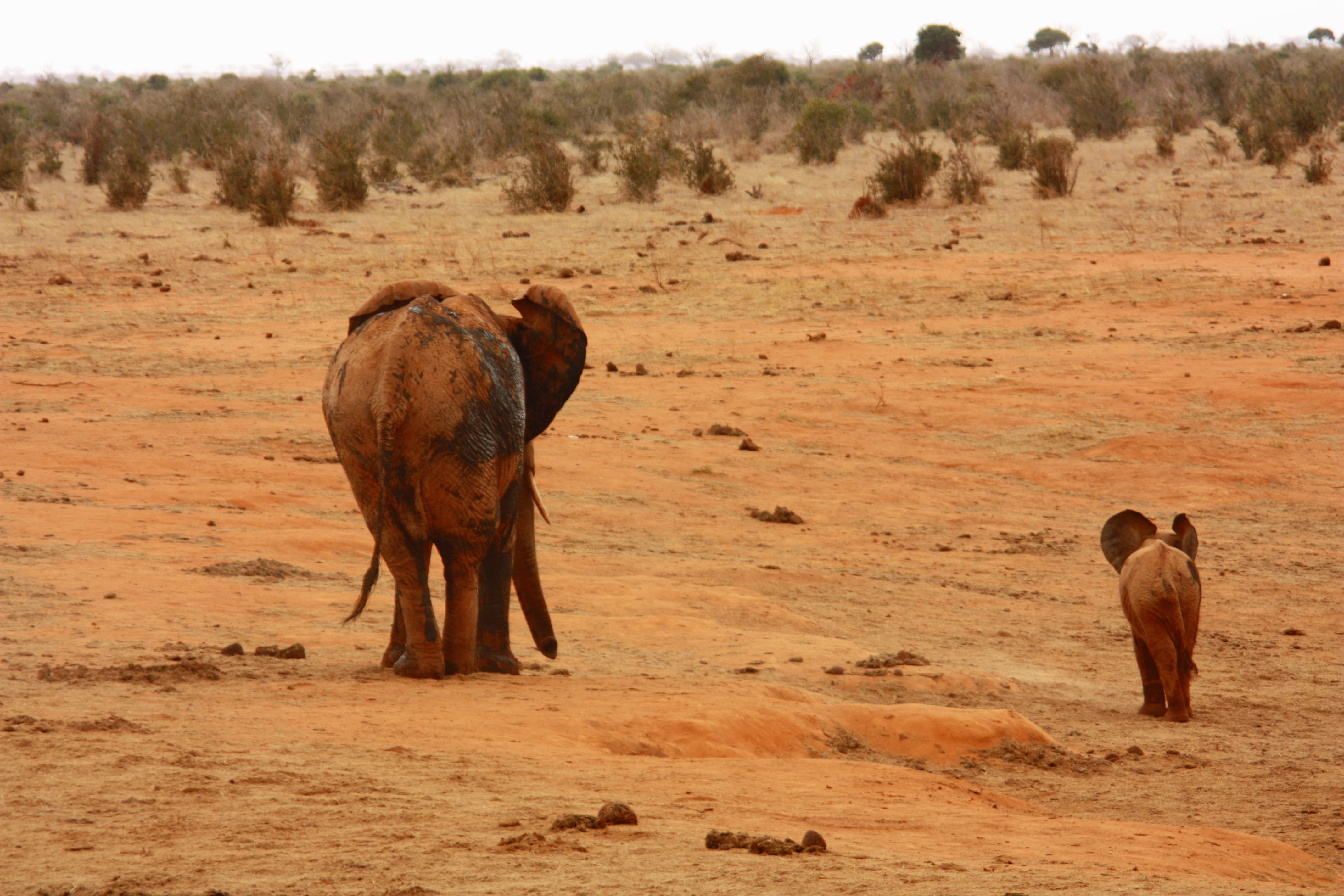 animals And Pets, Animal, domestic, Baby, wildlife, baby, national Park, animal themes, land, vertebrate, explore, livestock, africa, rear view, no people, HD Wallpaper