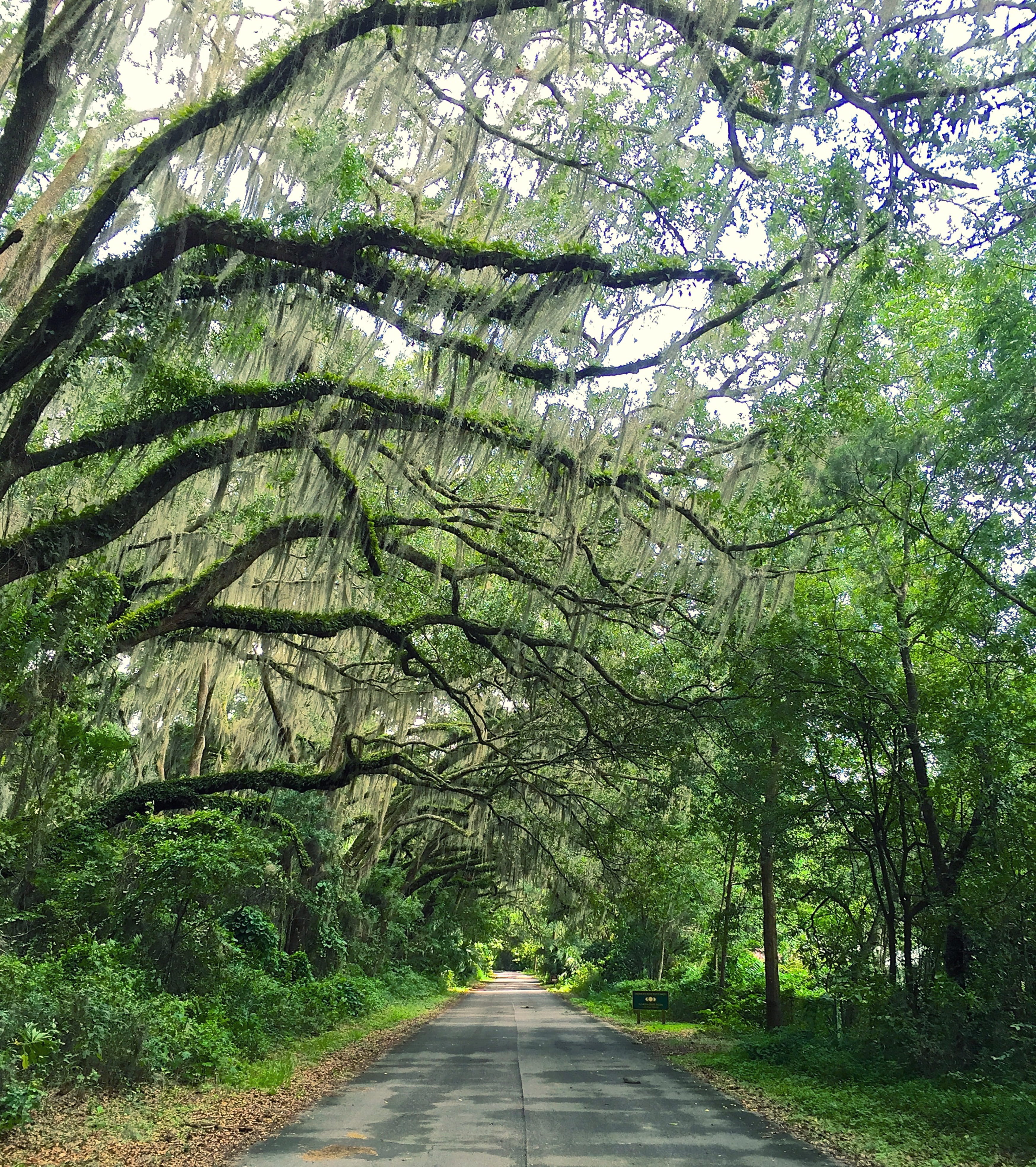 treelined, wonder, long, branch, road, forest, spanish moss, plant, america, 4K, diminishing perspective, growth, gainesville, direction, moss, green color, Phone HD Wallpaper
