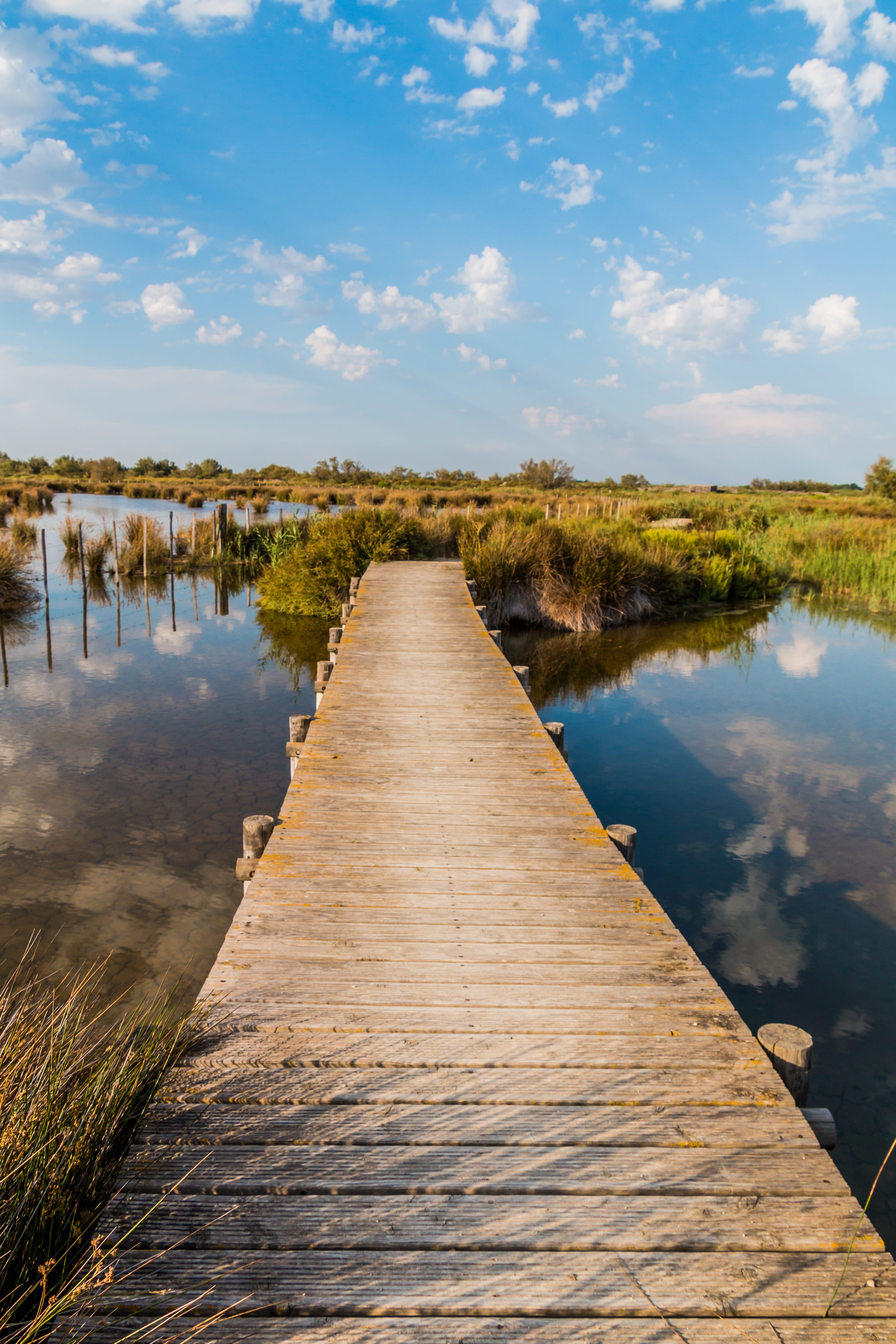 boardwalk, wood - material, tranquil scene, landscape, dock, wood planks, pier, wooden boards, reed, lake, diminishing perspective, cloud - sky, tranquility, Phone HD Wallpaper