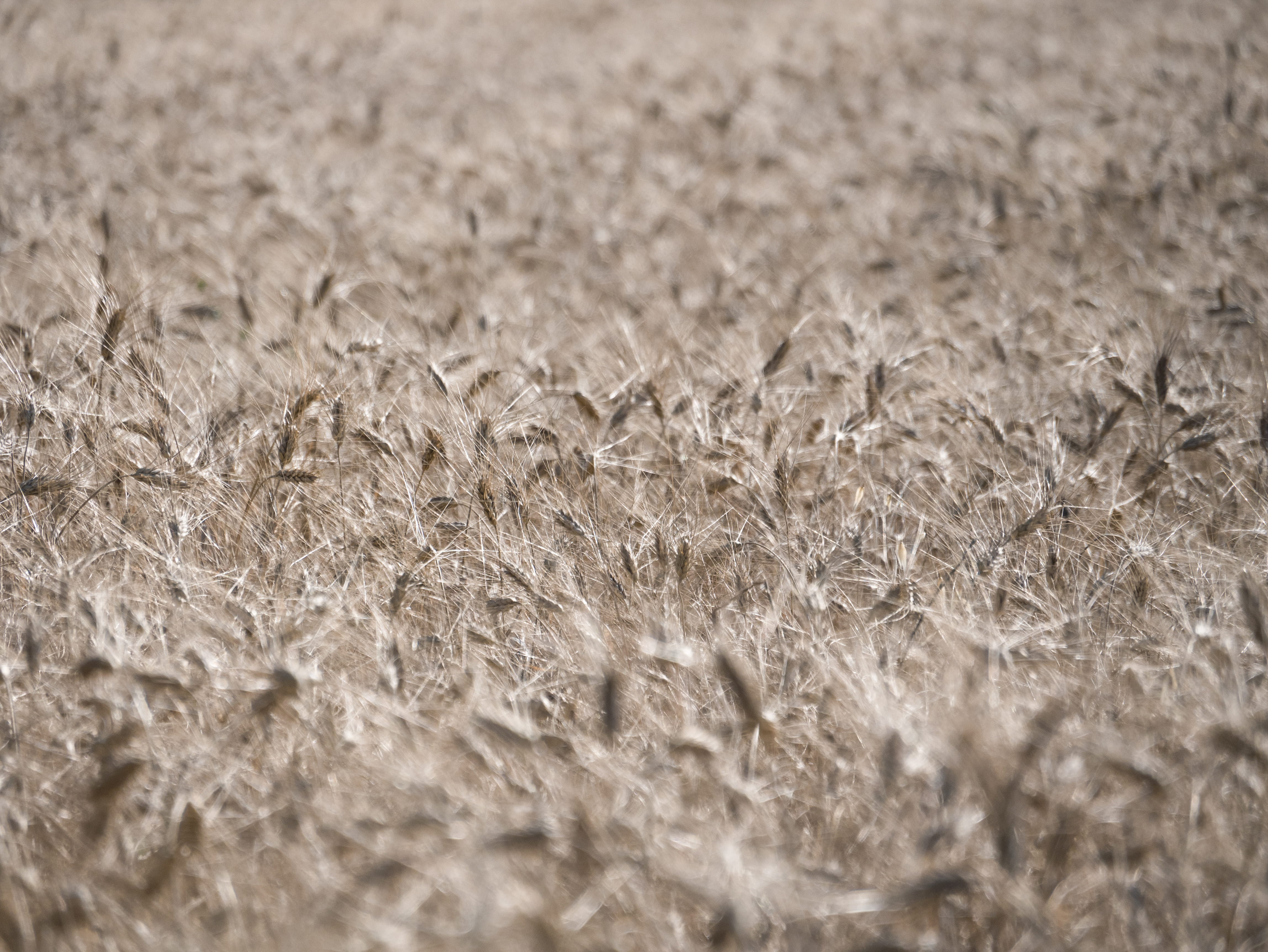 sun, focu, backgrounds, field, grain, south of france, land, tranquility, valensole, france, growth, simple picture, grass, yellow, selective focus, focus, HD Wallpaper