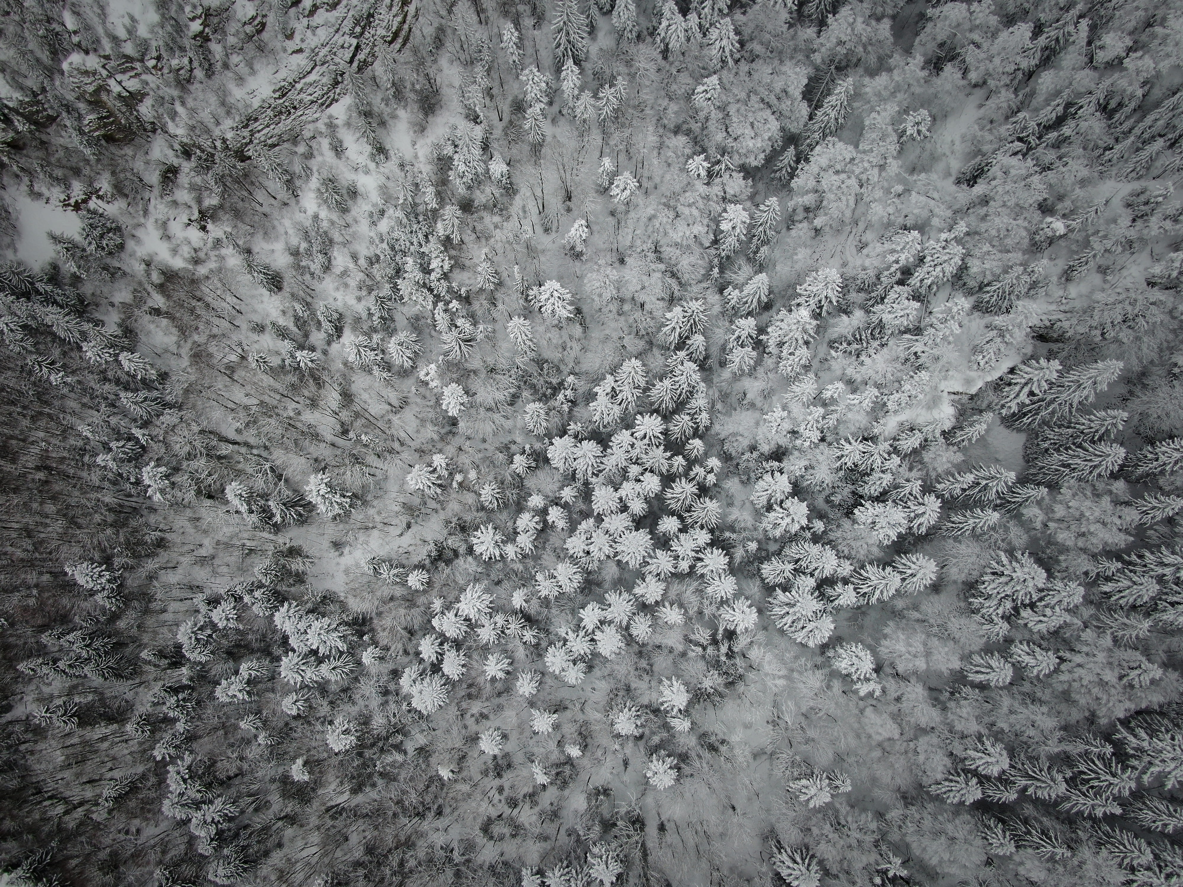 frozen, dji, aerial, 4K, trees, white color, plant, textur, no people, photography, drone, growth, land, patern, snowing, ice, tranquil scene, snow, no color, HD Wallpaper