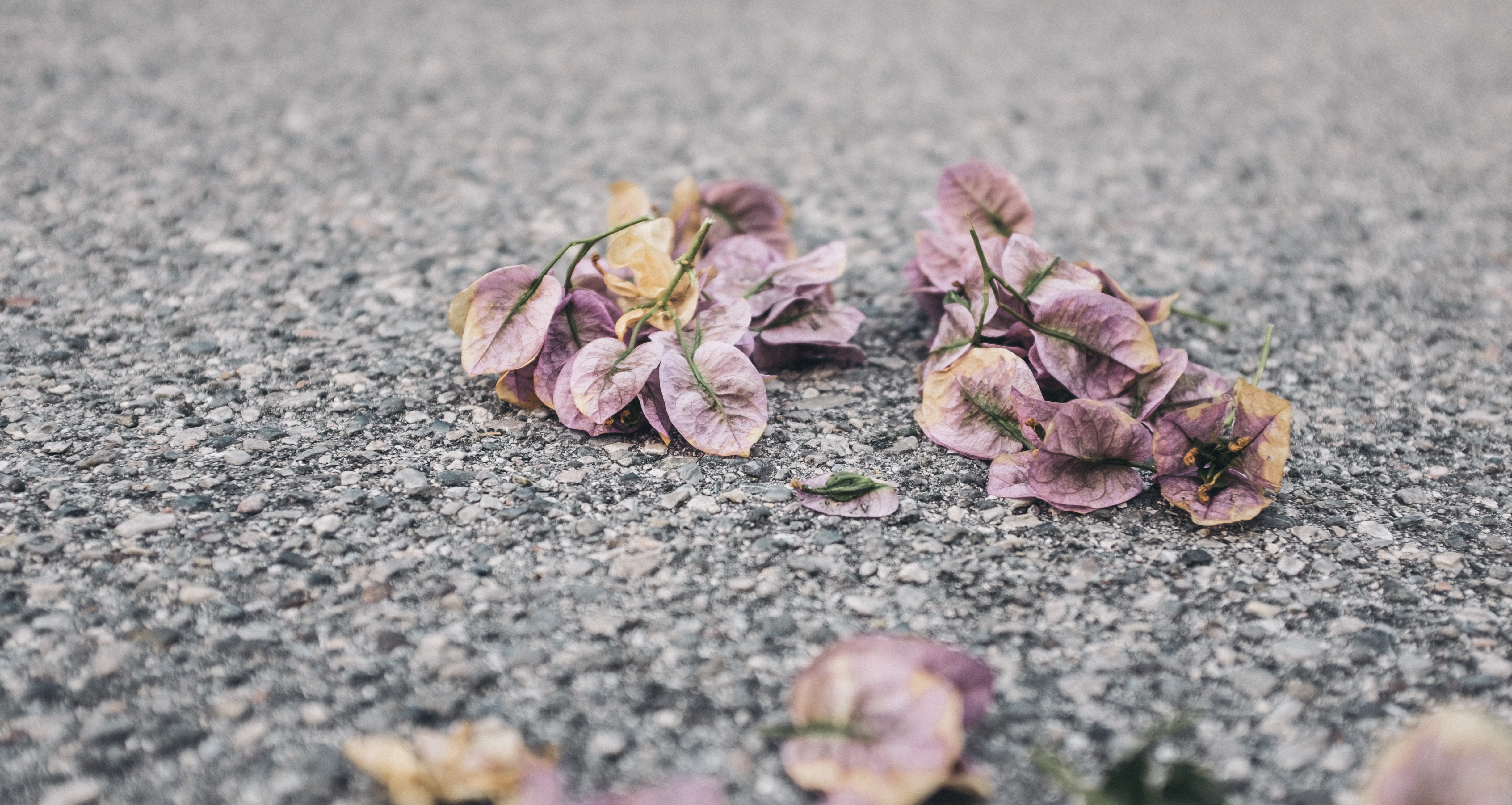 close-up, padenghe sul garda, surface level, selective focus, beauty in nature, day, flowering plant, outdoors, autumn, no people, fragility, flower, via prais, HD Wallpaper