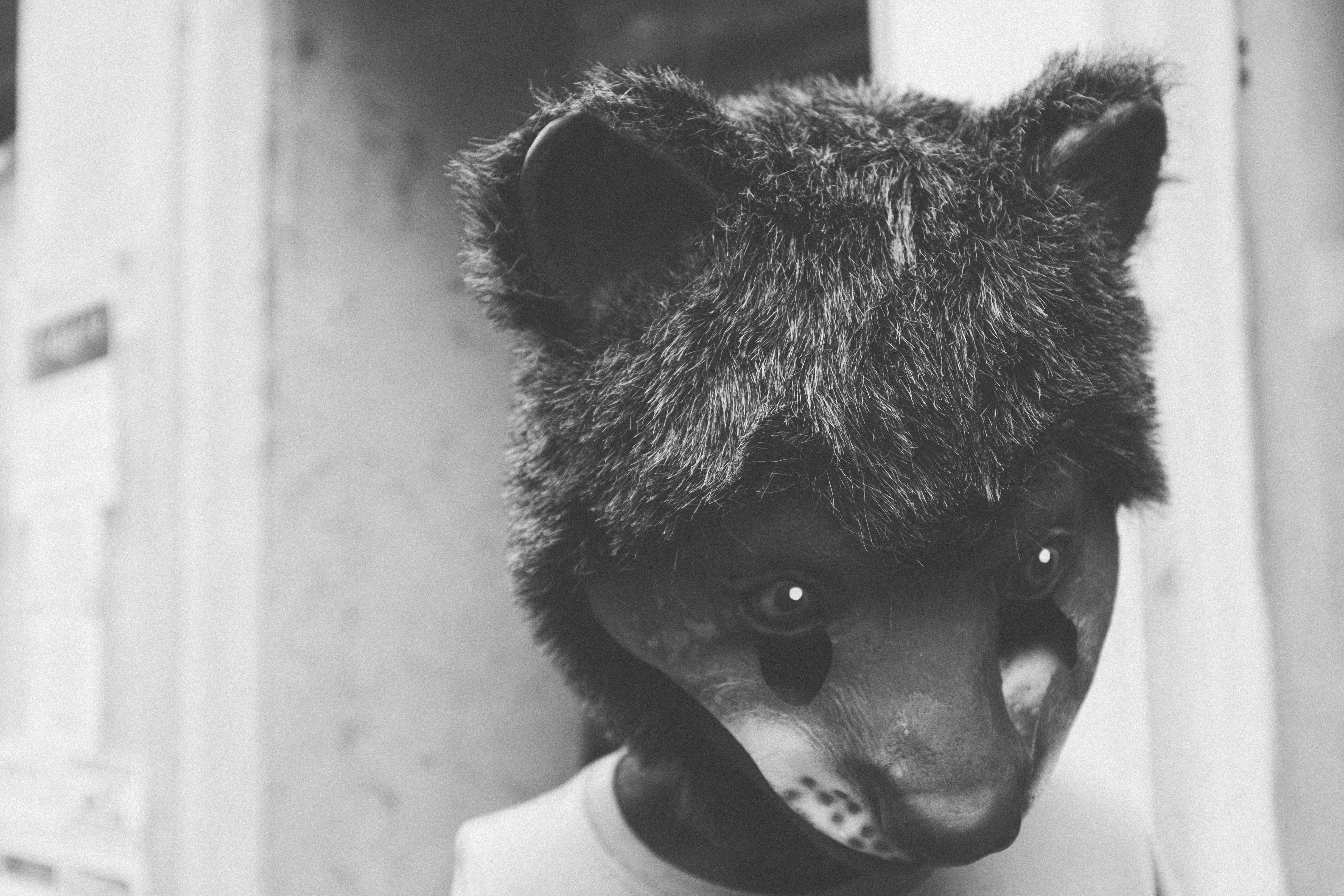 dog, figure, portrait, pets, human face, looking away, 4K, one person, mask, venedig, males, real people, canine, headshot, domestic, looking, italien, HD Wallpaper