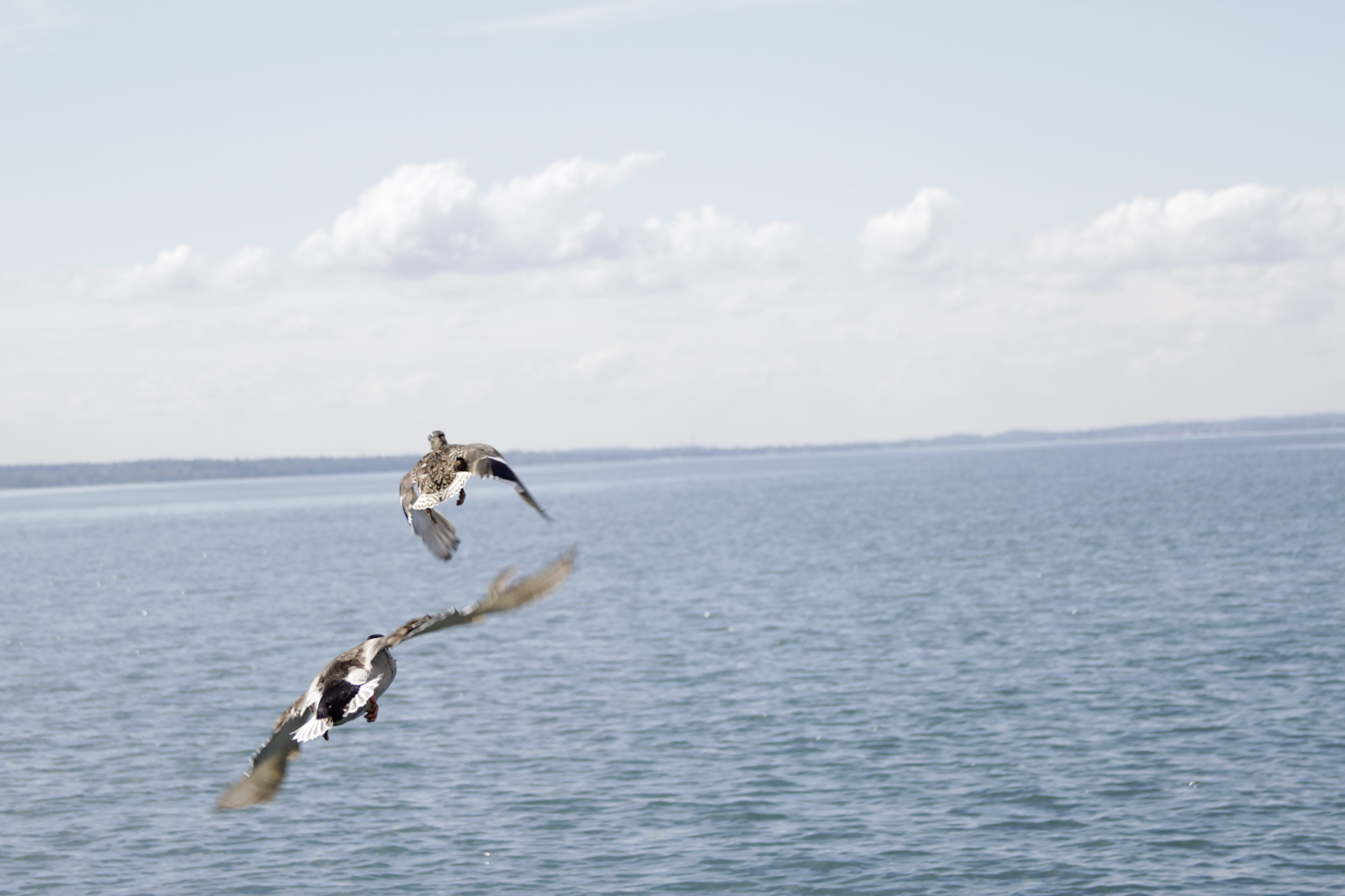no people, water, animal themes, sea, ducks, nature, motion, fly, duck, 5K, horizon over water, animals in the wild, italien, beauty in nature, day, one animal, HD Wallpaper