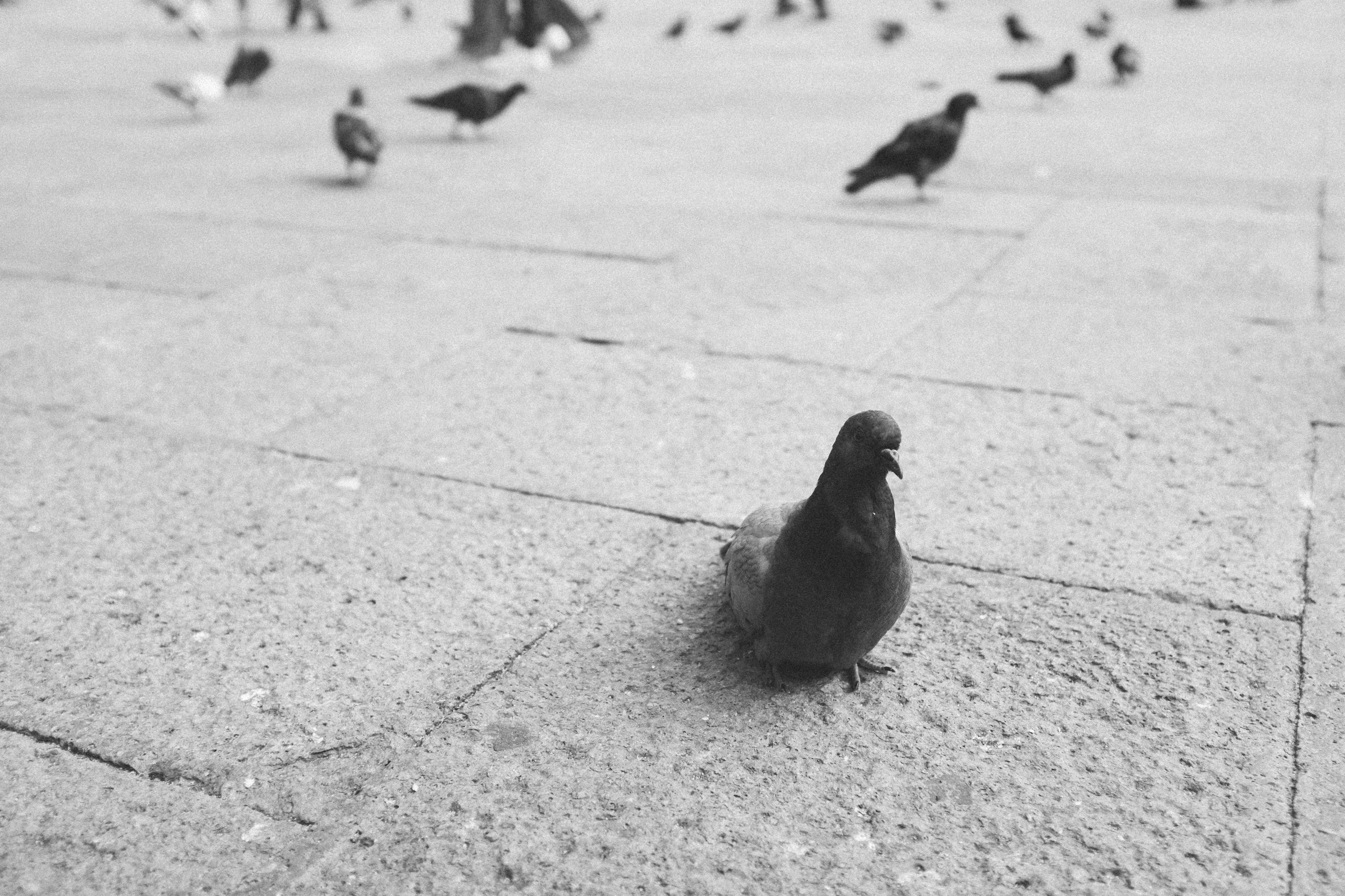 city, outdoors, sparrow, animal themes, animals in the wild, pigeon, focus on foreground, animal, dove - bird, animal wildlife, 4K, footpath, nature, venezia, HD Wallpaper
