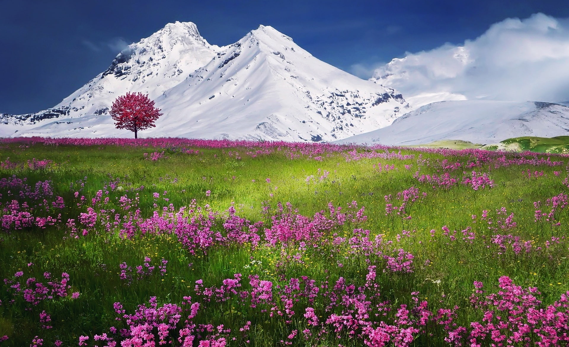 purple, PinkFlowers, cloud - sky, landscape, snow, plant, no people, tranquil scene, Spring, flowering plant, 1080P, Meadow, mountain range, cold temperature, HD Wallpaper