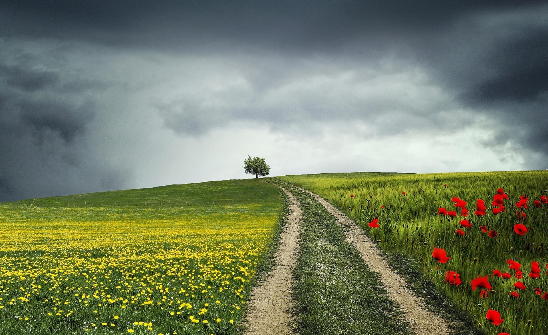 Flowers, Country, land, growth, singletree, Poppies, beauty in nature, Breathtaking, 1080P, onetree, Tree, rural scene, outdoors, scenics - nature, cloud - sky, HD Wallpaper