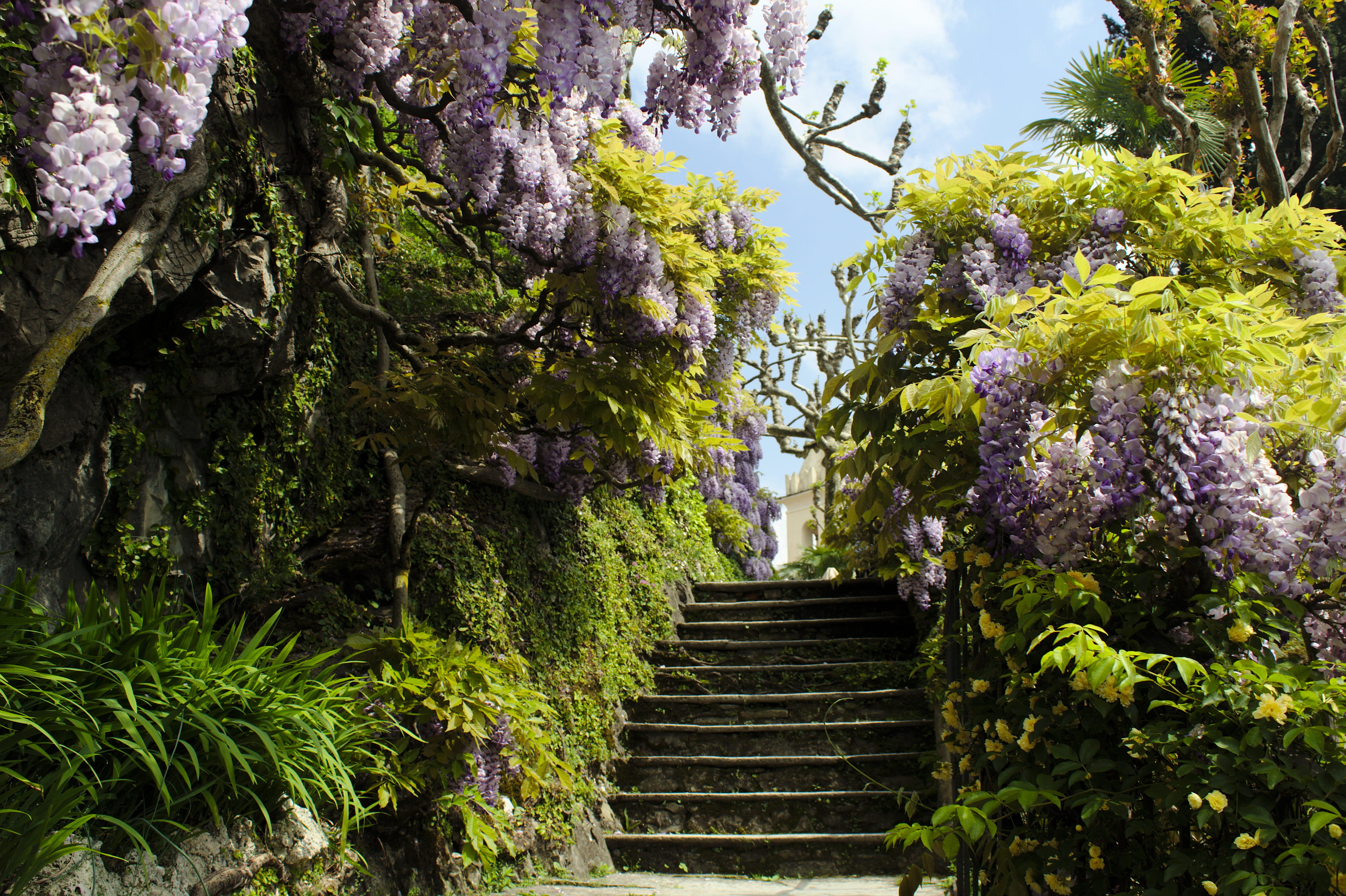 tree, lilac, low angle view, built structure, plant, sky, moving up, the way forward, green color, tranquility, outdoors, italy, beauty in nature, 5K, HD Wallpaper