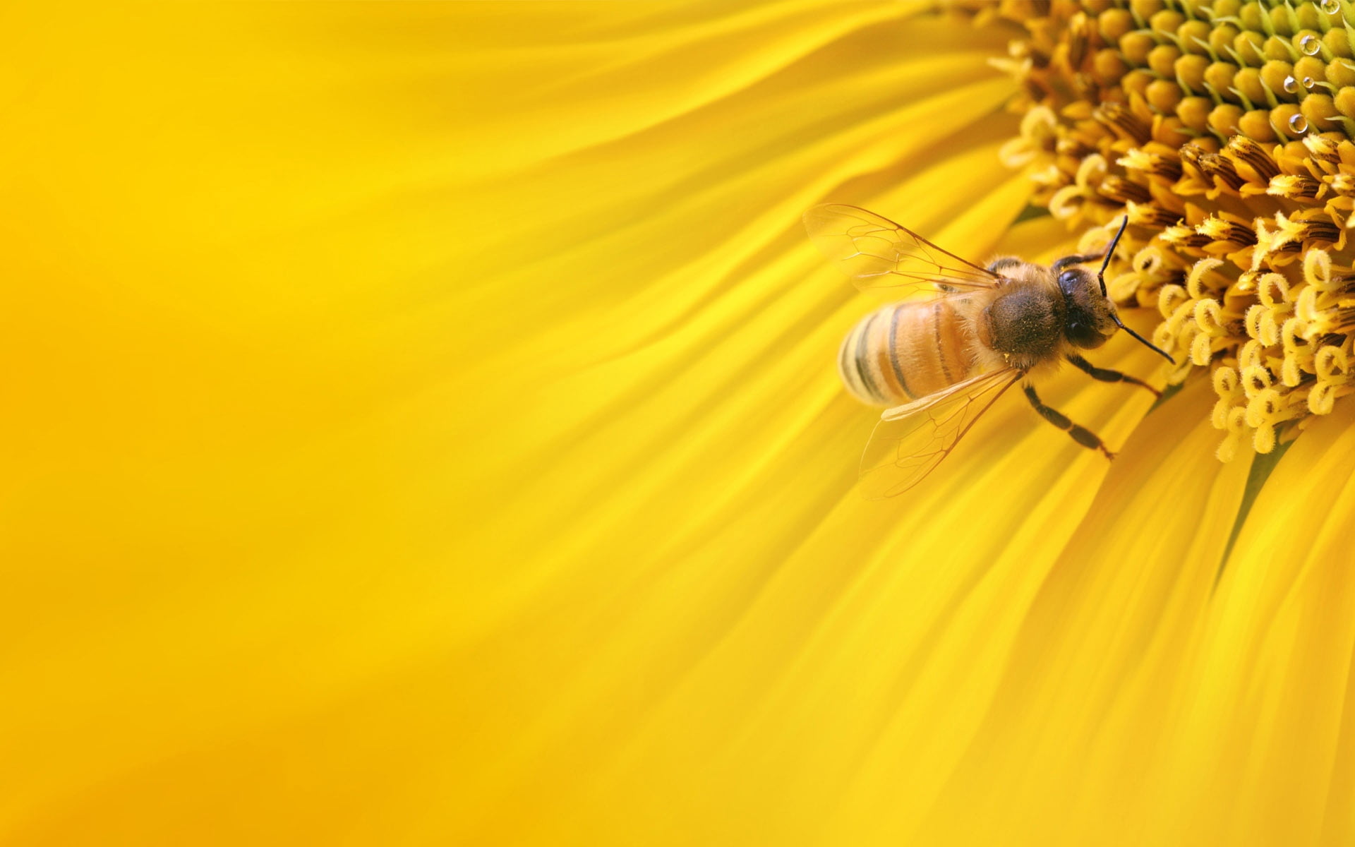 light, invertebrate, brown, pollination, insects, close-up, animals in the wild, animal Wing, petal, honey Bee, backgrounds, honey, flower head, blossom, HD Wallpaper