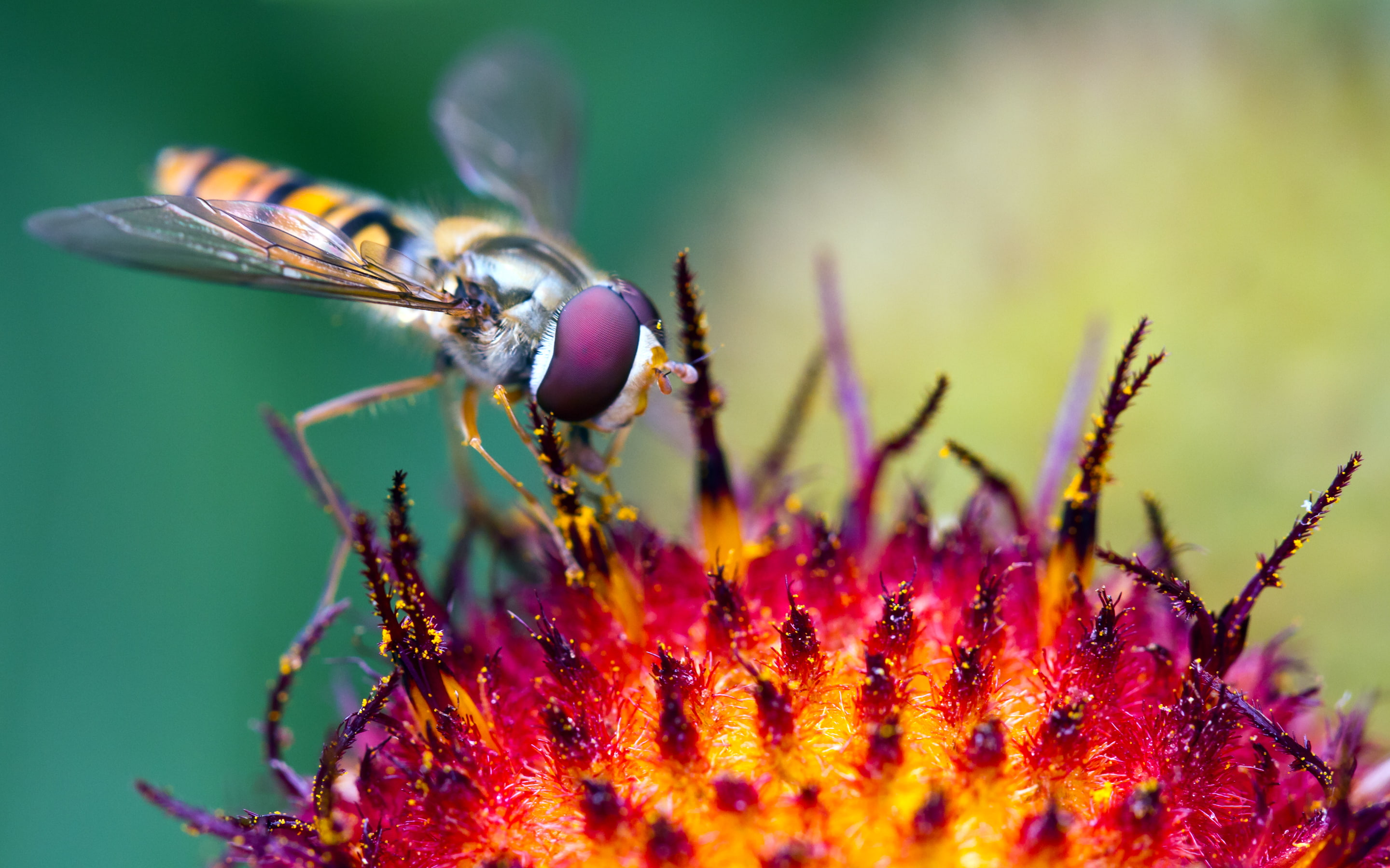 Macro, Pollination, Hoverfly, 2K, HD Wallpaper