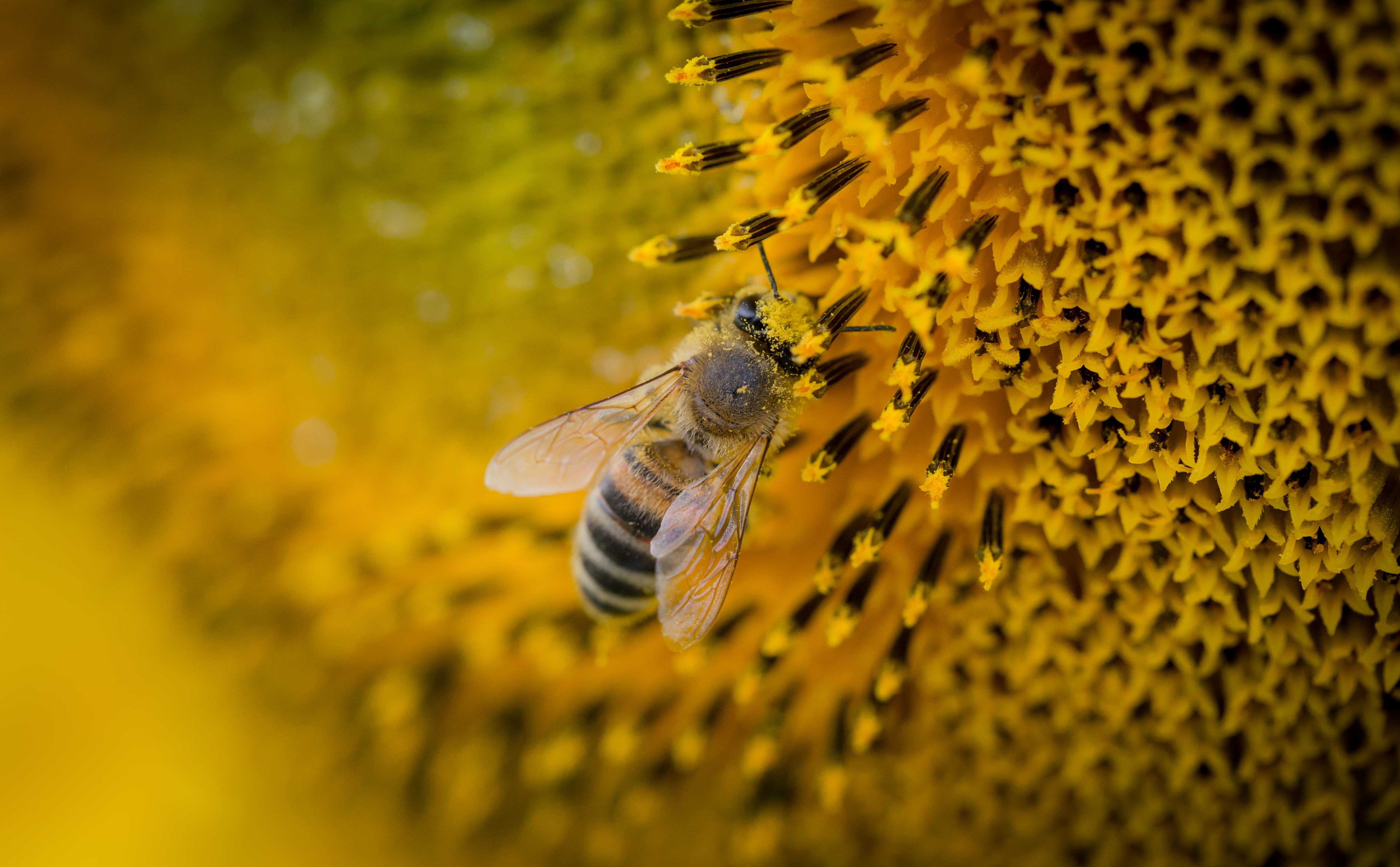 animals And Pets, single Flower, close-up, growth, honey, honey Bee, bee, one animal, no people, outdoors, animal, working, flower, nature, beehive, freshness, HD Wallpaper