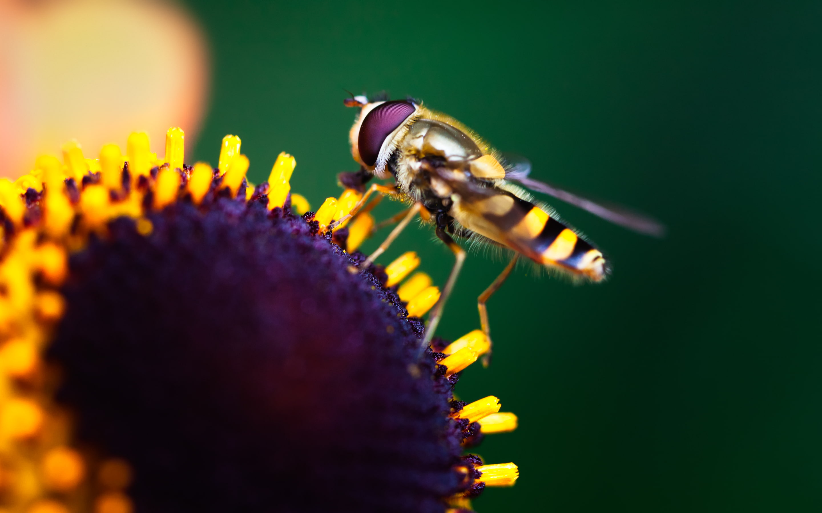 2K, Macro, Pollination, Sunflower, Hoverfly, HD Wallpaper