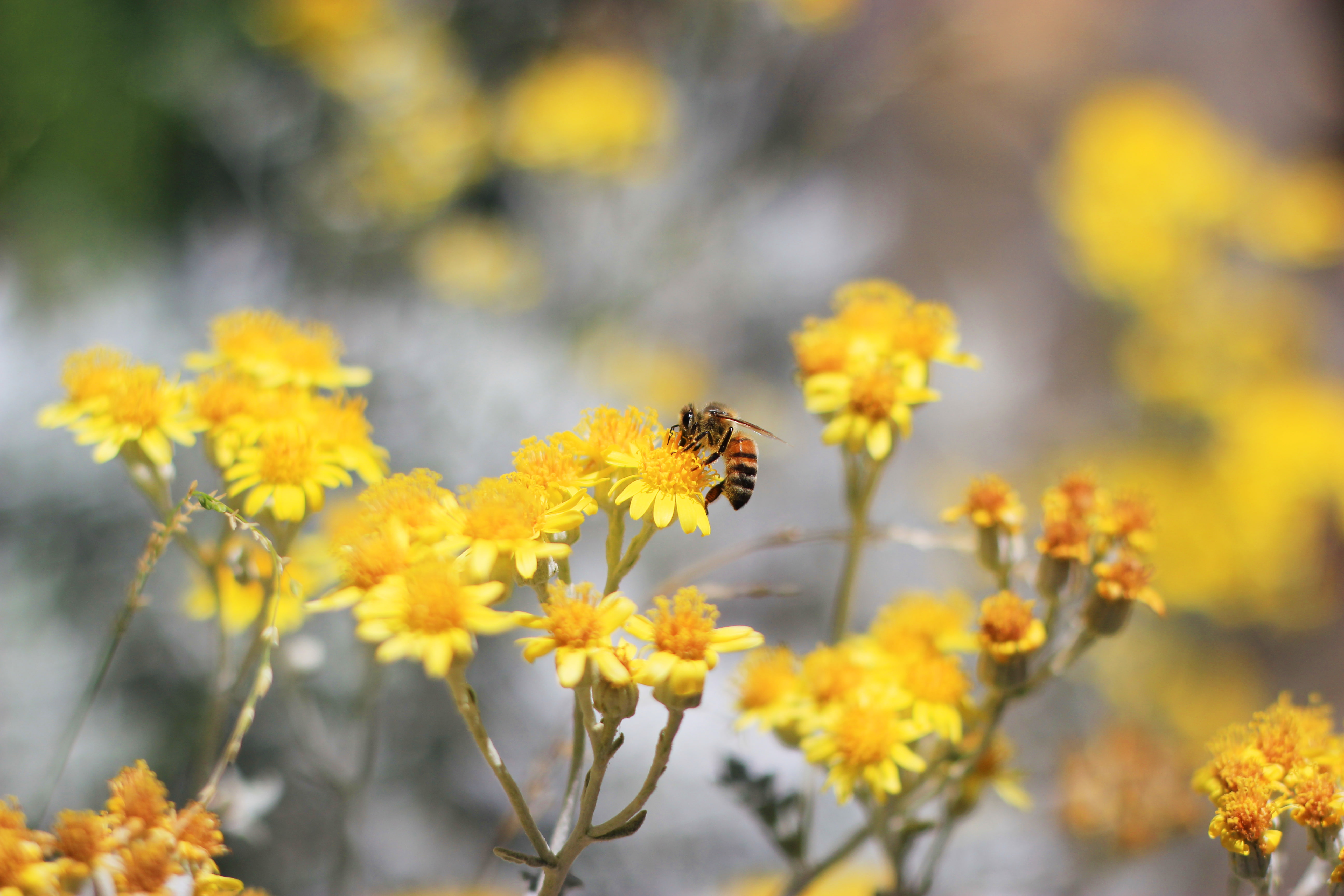 5K, 5K, Pollination, Yellow flowers, Bee, HD Wallpaper