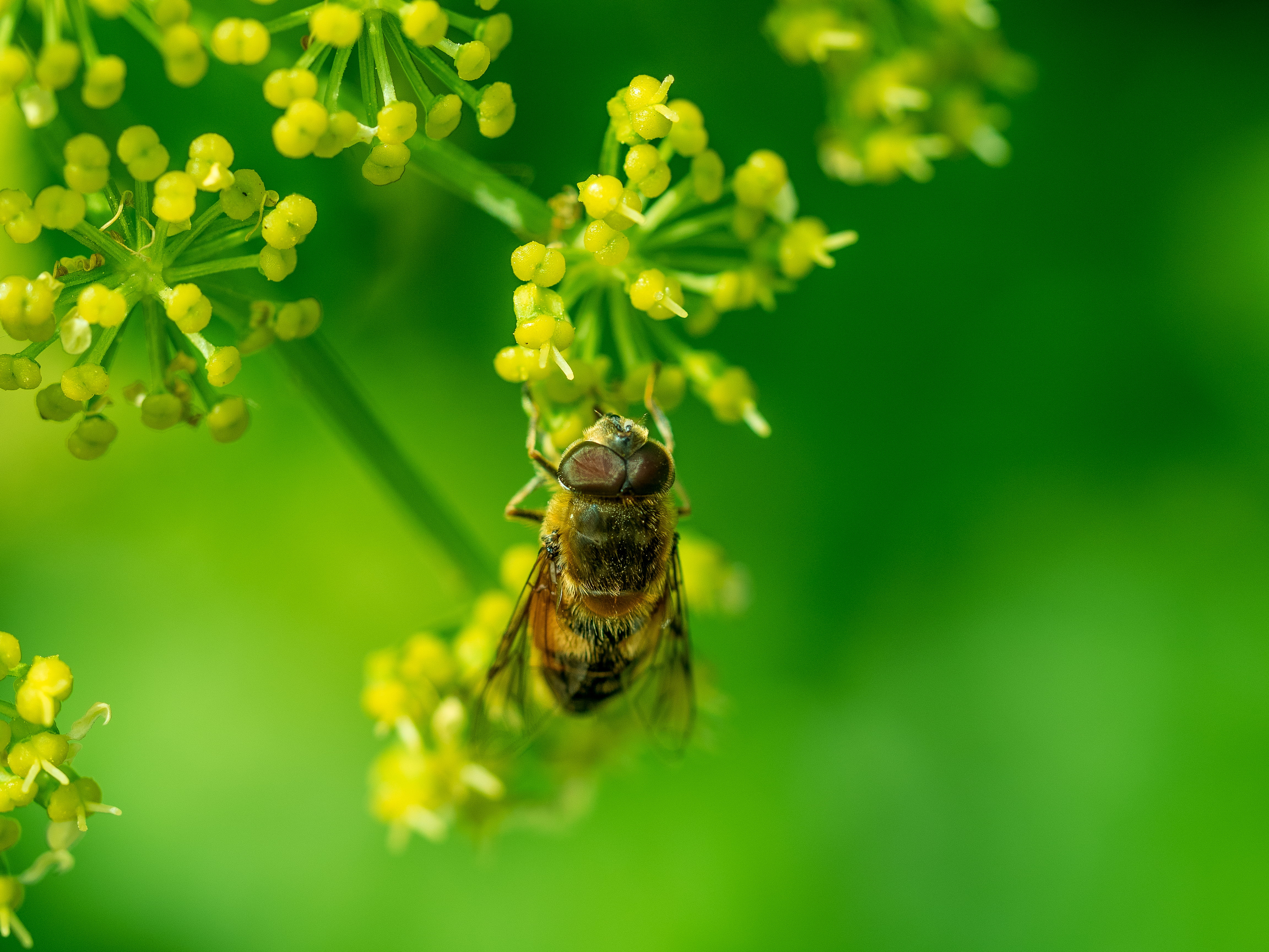animal, photography, insect, macro, summer, bee, hooverfly, green Color, pollen, flower, plant, nature, 4K, flowers, pollination, hoverfly, close-up, HD Wallpaper