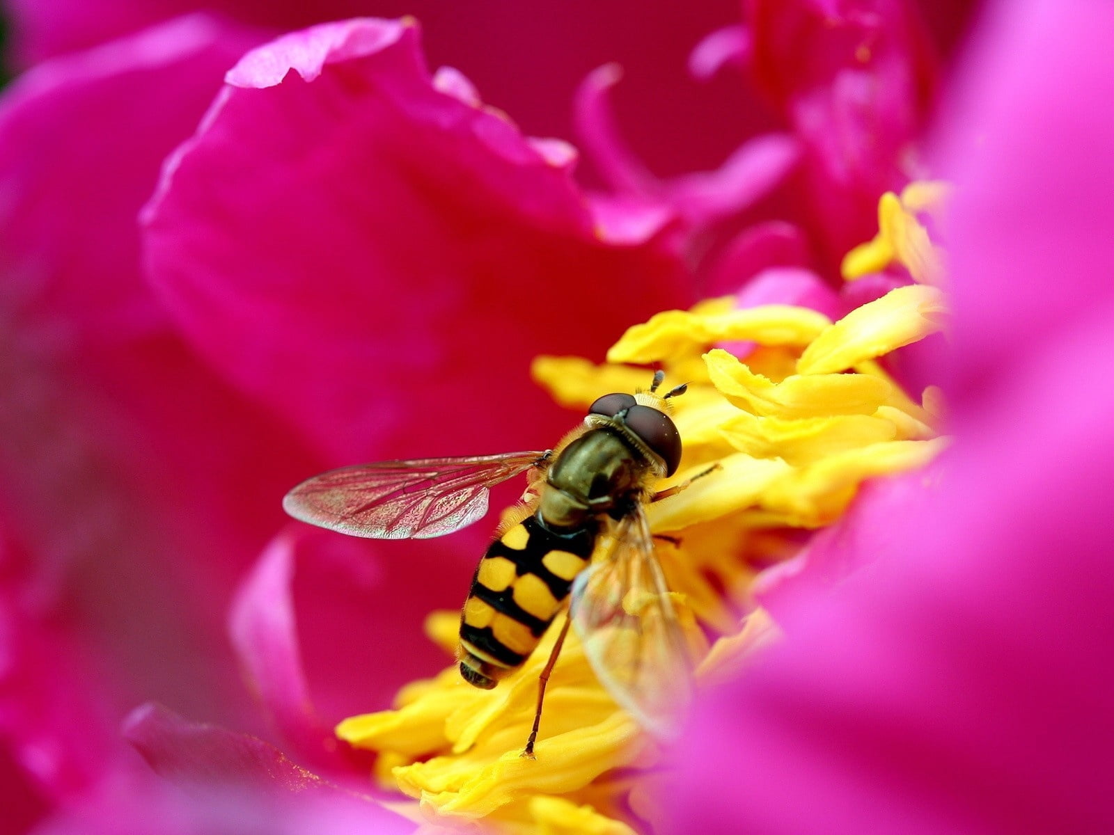 one animal, pink color, green Color, working, single Flower, animals And Pets, fly, freshness, invertebrate, animal Wing, flower head, butterfly - insect, HD Wallpaper