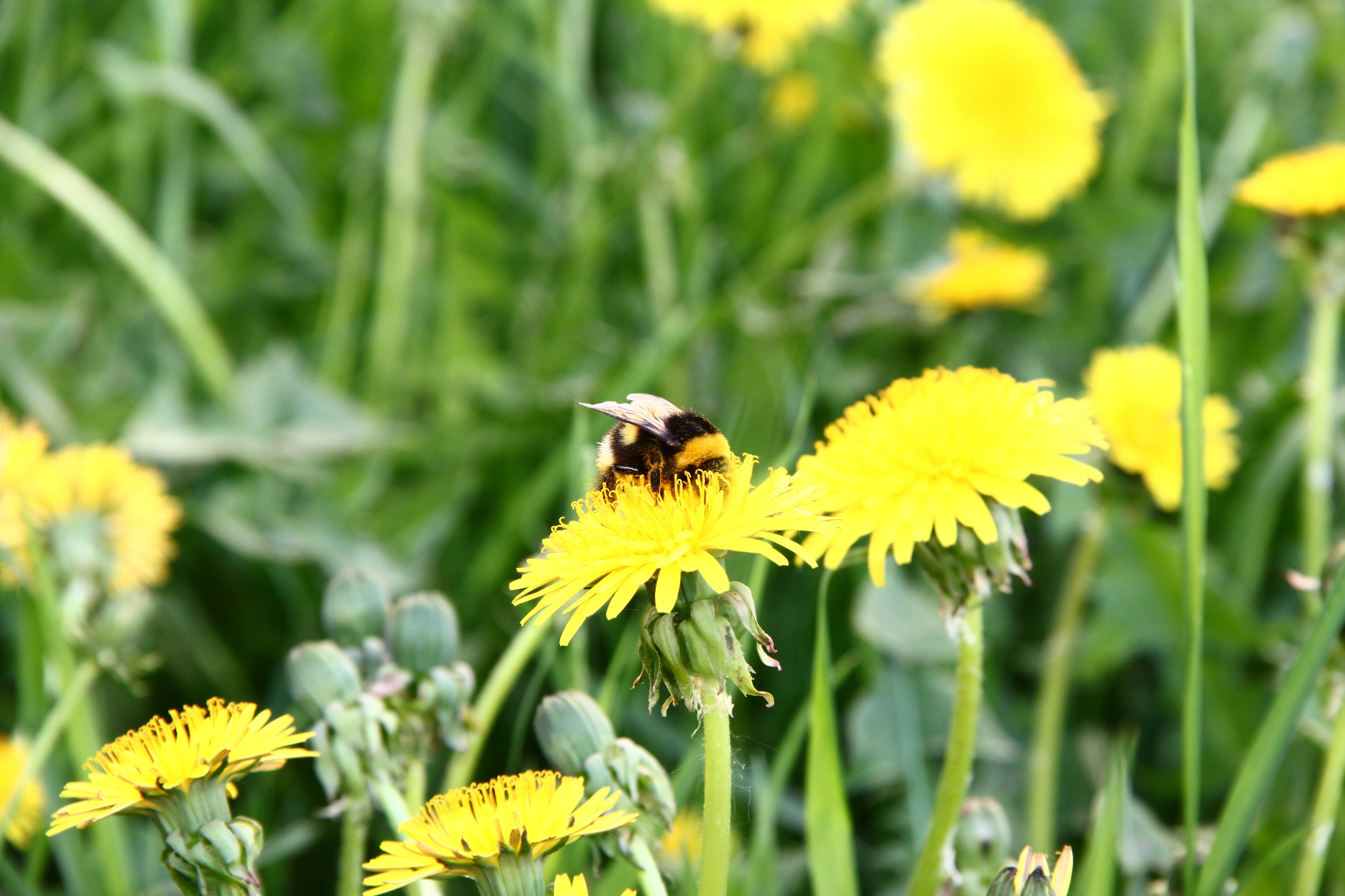 formal Garden, small, insect, no people, outdoors, 4K, petal, wildlife, growth, leaf, field, flowerbed, beauty In Nature, bumble, yellow, vulnerability, HD Wallpaper