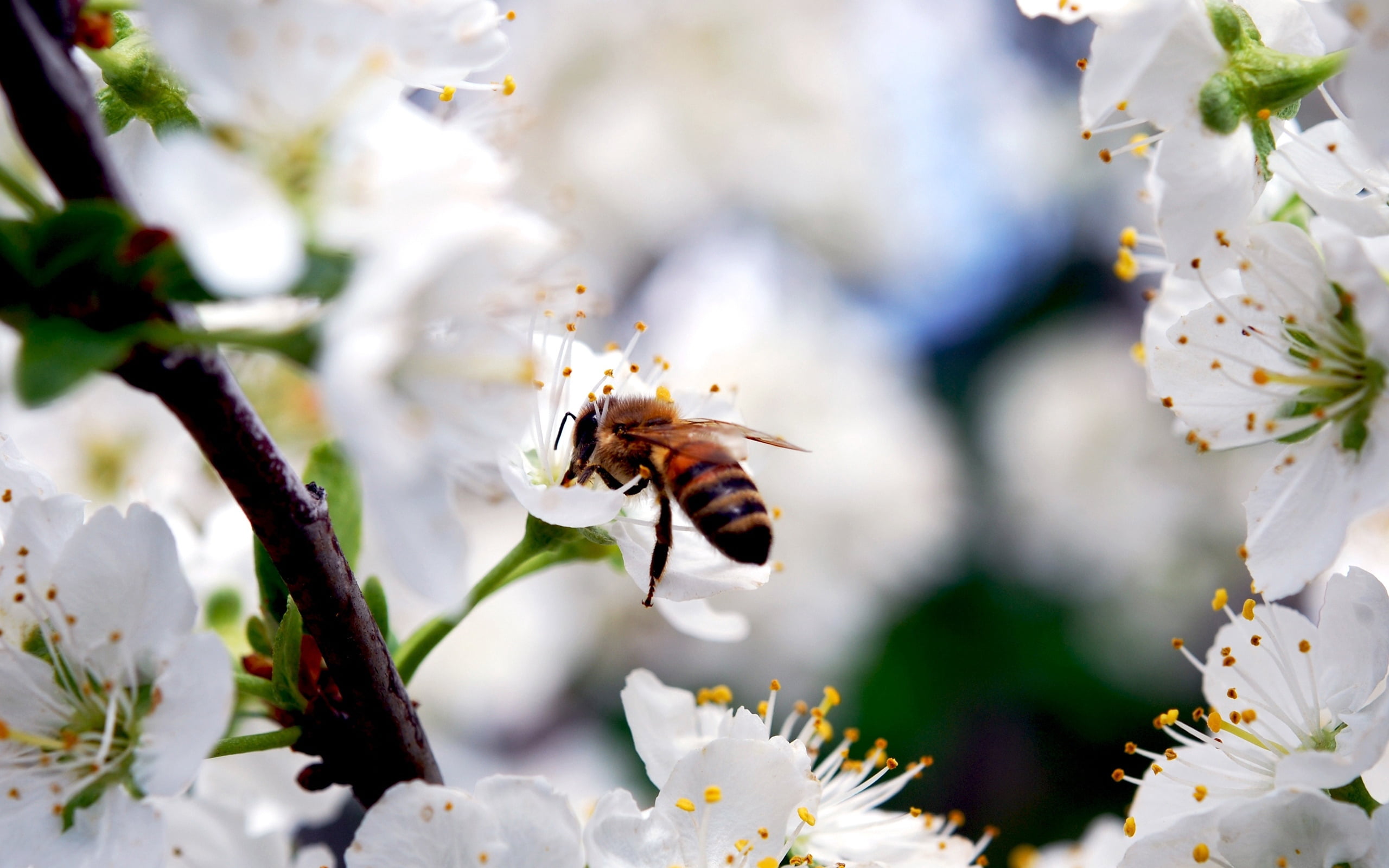 growth, honey, one animal, honey Bee, close-up, nature, animals in the wild, pollination, white, yellow, color Image, summer, green Color, white color, HD Wallpaper