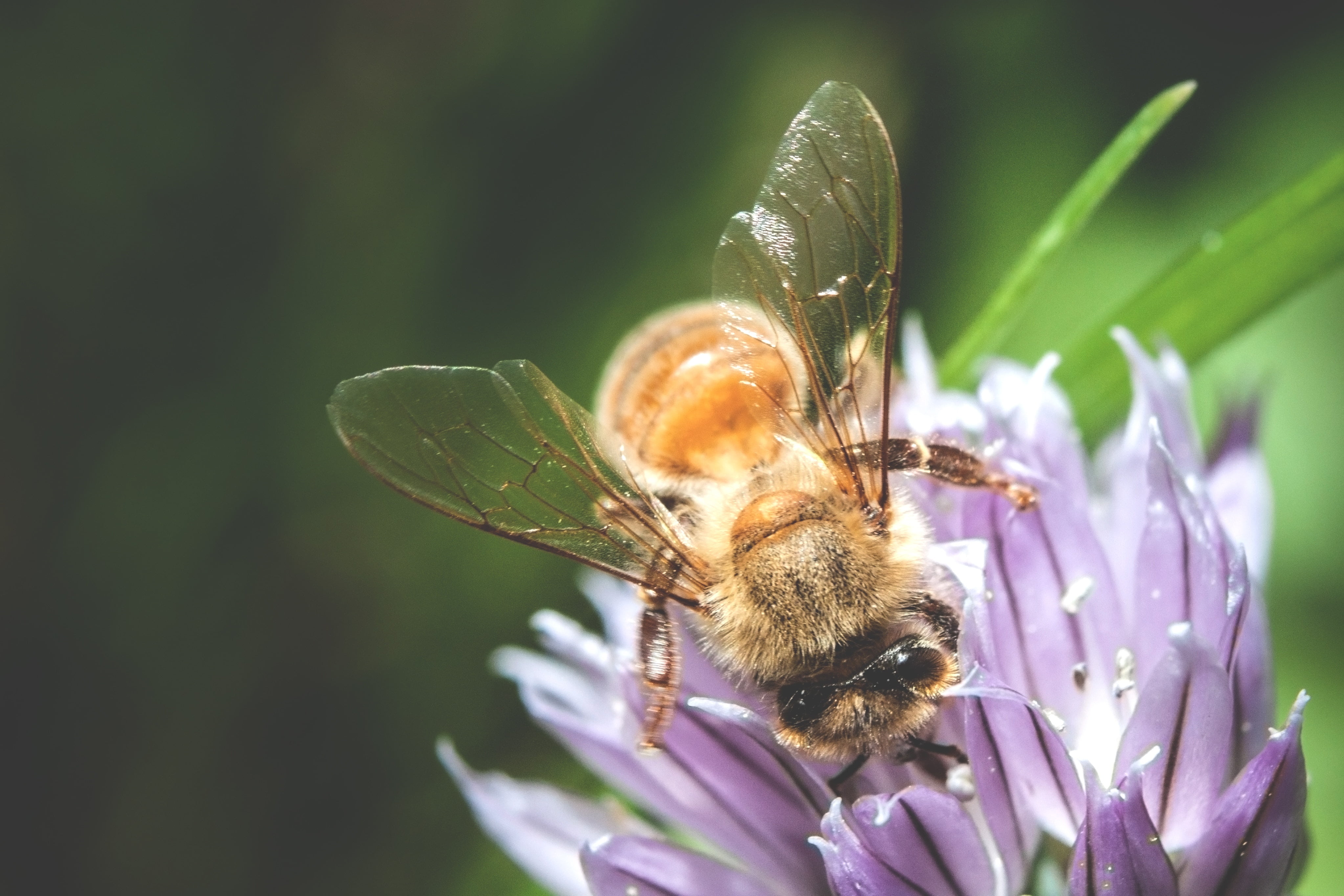 purple, springtime, beauty In Nature, petal, 4K, honey, bee, insect, one animal, animal Wing, animal wildlife, growth, butterfly - insect, flowering plant, HD Wallpaper