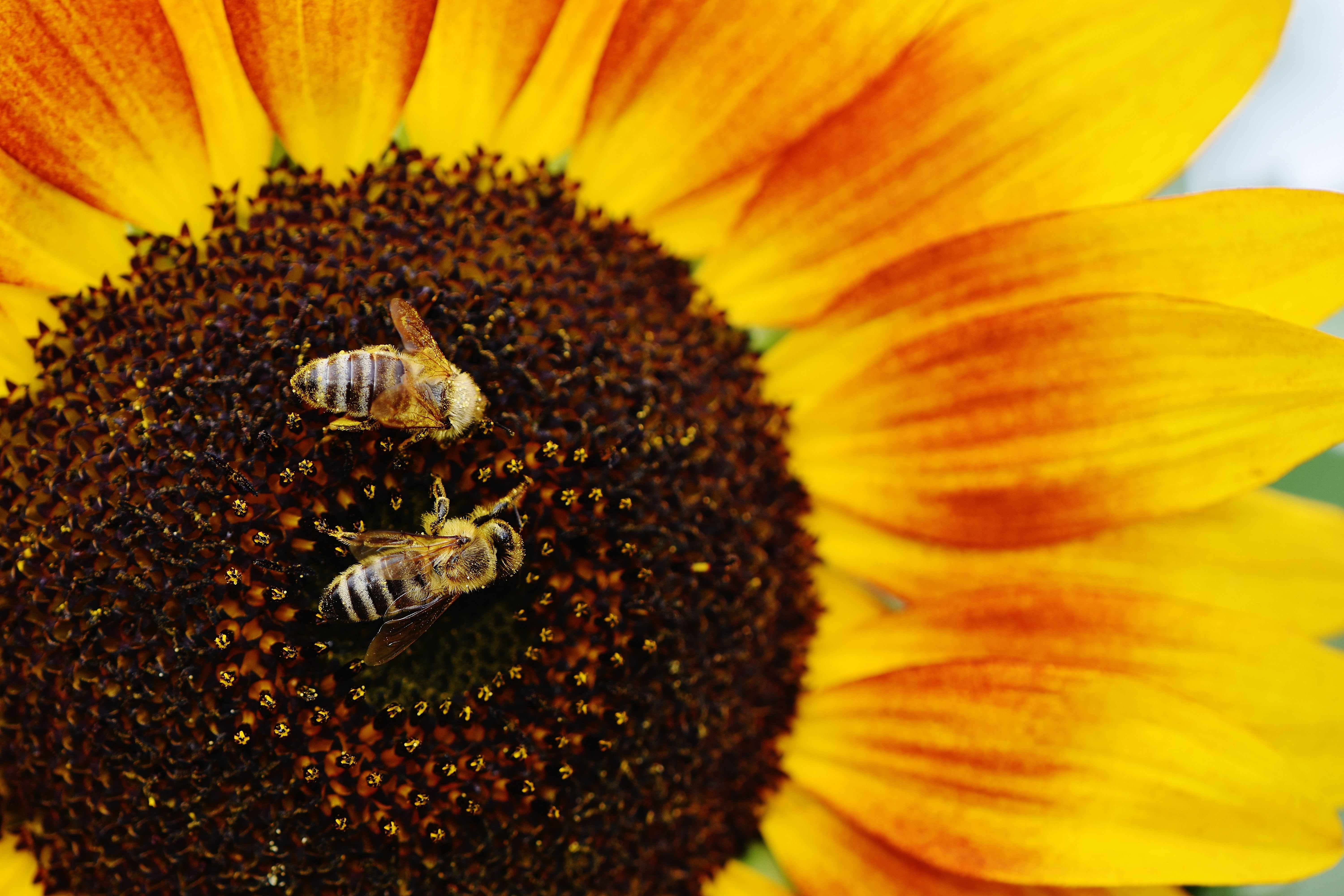 outdoors, summer, petal, sunflower, animal wildlife, bee, no People, animal themes, vulnerability, invertebrate, nature, flower, 5K, pollen, yellow, agriculture, HD Wallpaper