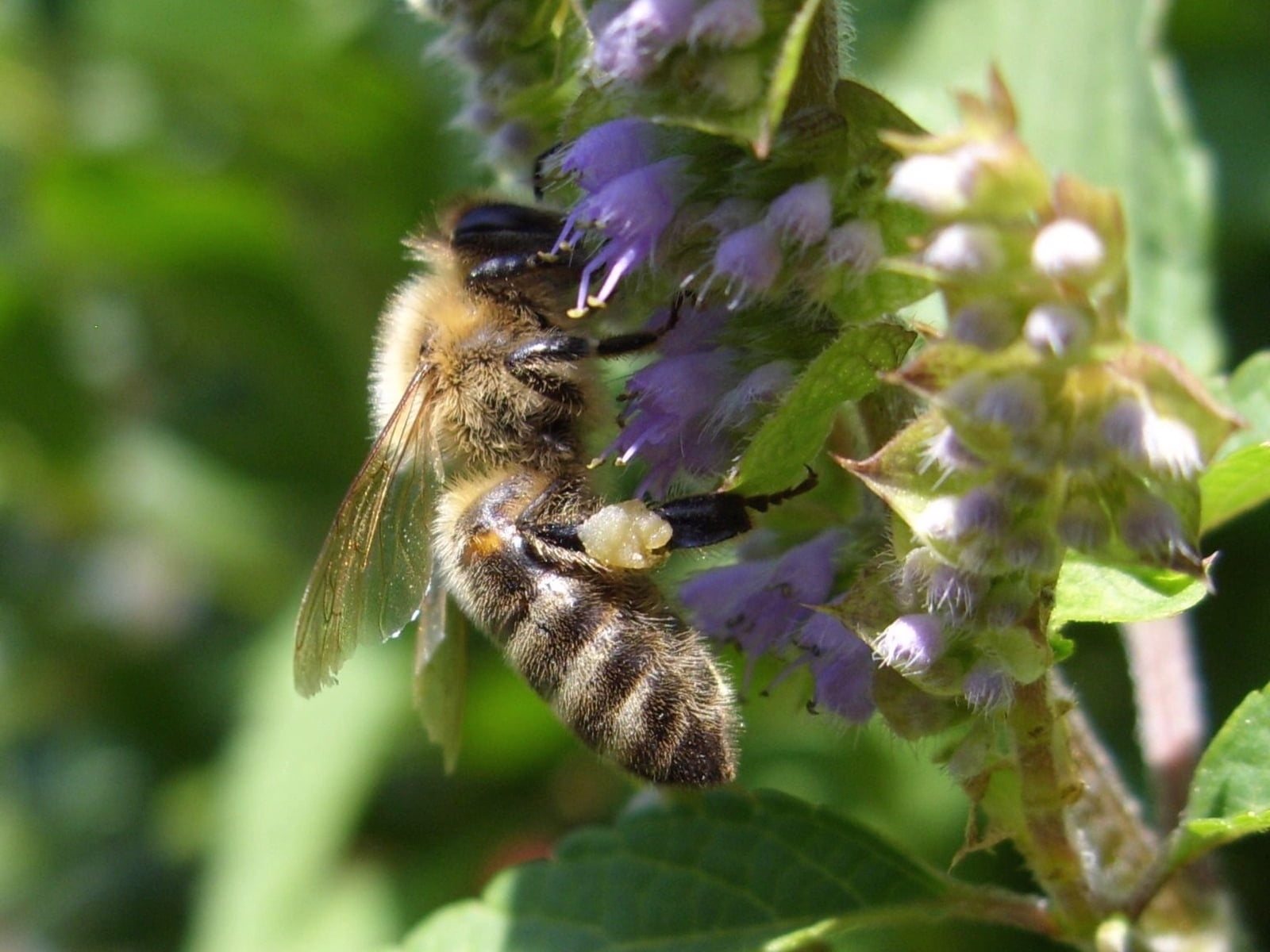 bee, plant, yellow, honey, nature, flight, flower head, bumblebee, petal, insect, pollination, fragility, no people, outdoors, animal wildlife, flower, HD Wallpaper