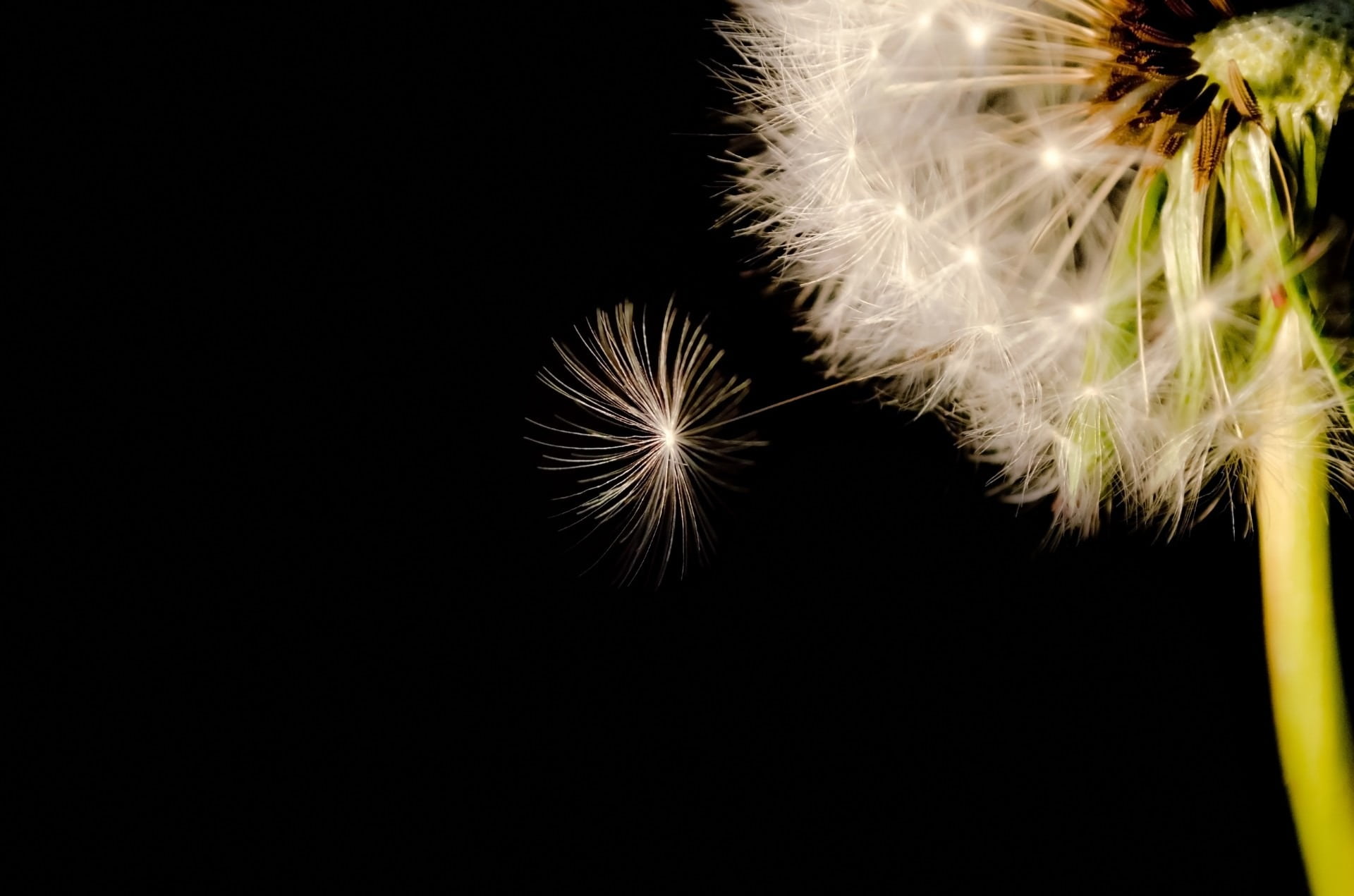 blow, white color, night, wild, black background, freshness, 1080P, single, photography, summer, copy space, withered, blowball, firework display, inflorescence, HD Wallpaper