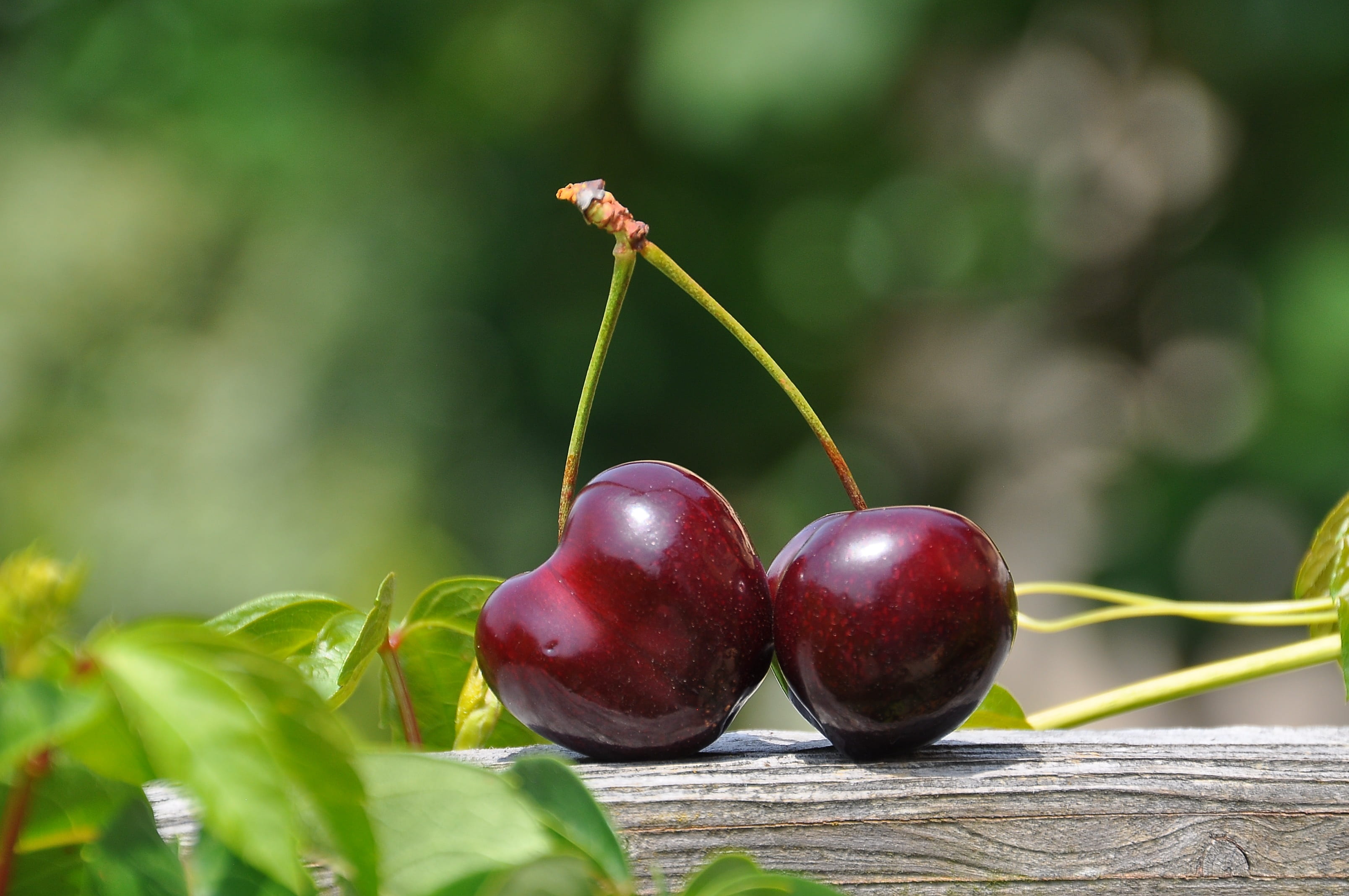 summer, close, focus on foreground, wellbeing, garden, sweet, plant, feed, 2K, day, healthy eating, fruit, fresh, no people, freshness, juicy, vibrant, HD Wallpaper
