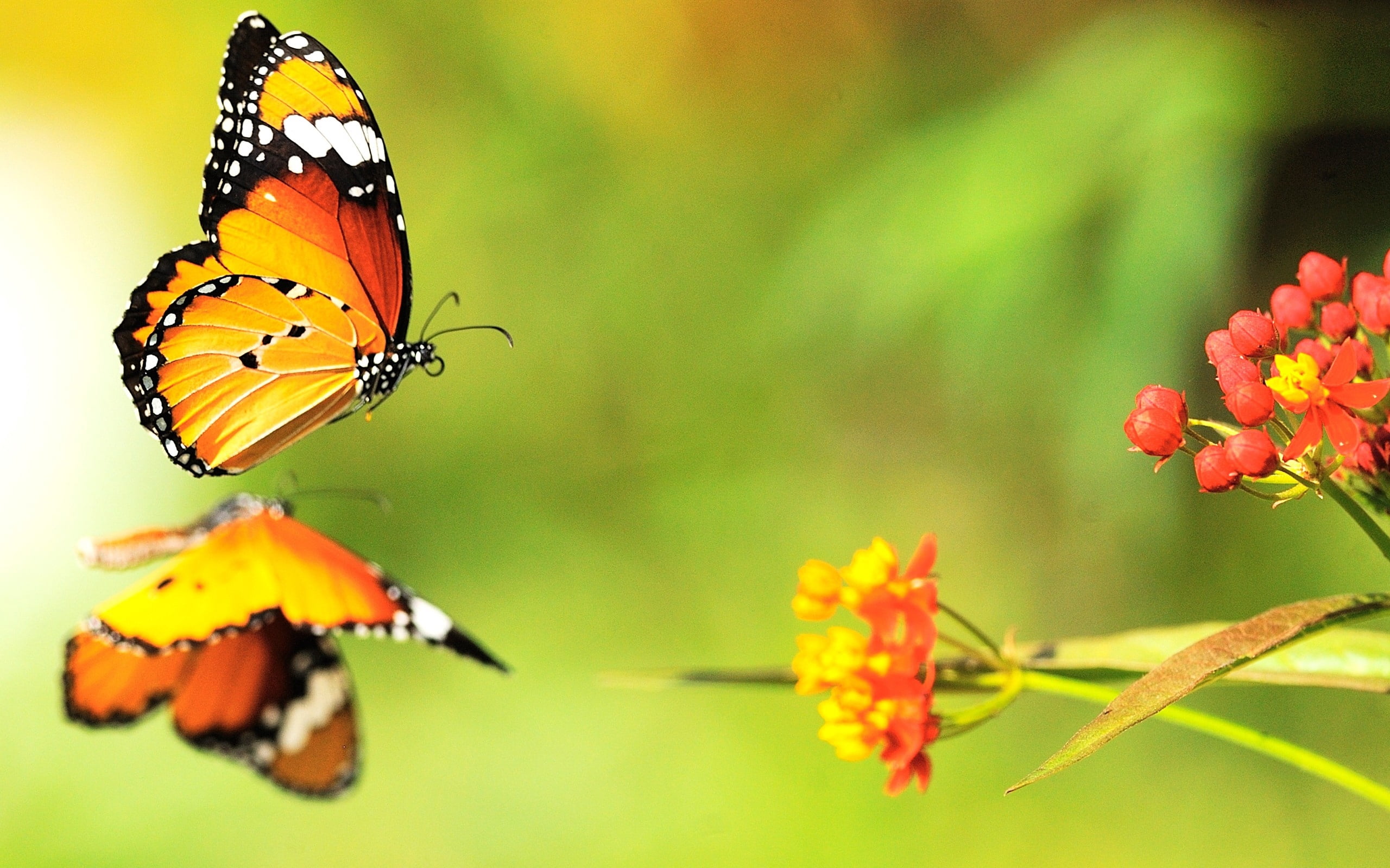leaf, fragility, 2K, insect, macro, animal themes, monarch Butterfly, animal, petal, formal Garden, invertebrate, flower, flowerbed, springtime, yellow, HD Wallpaper
