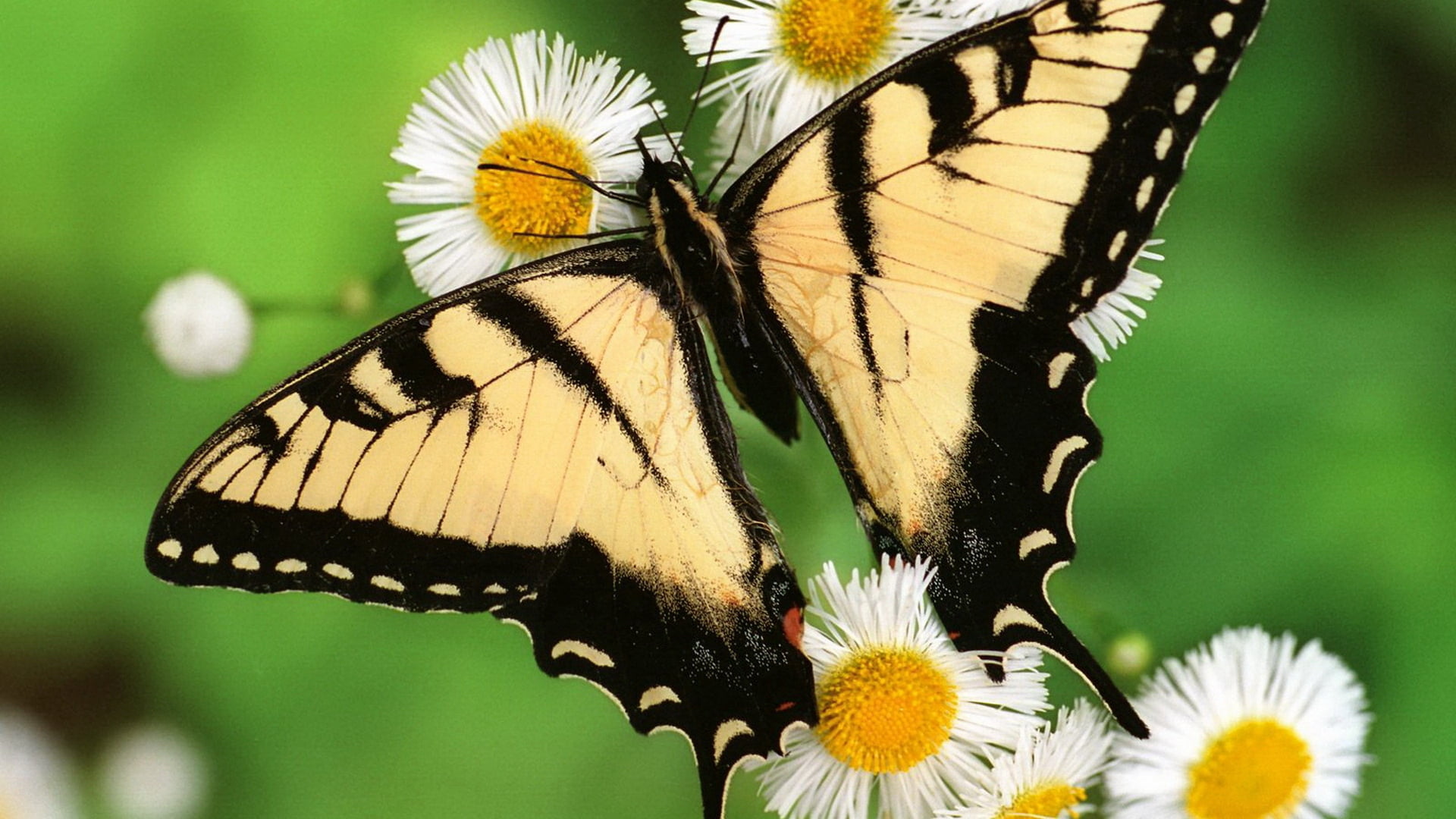 focus on foreground, animal themes, invertebrate, freshness, animals Feeding, beauty In Nature, butterfly - Insect, plant, macro, flowering plant, black, HD Wallpaper