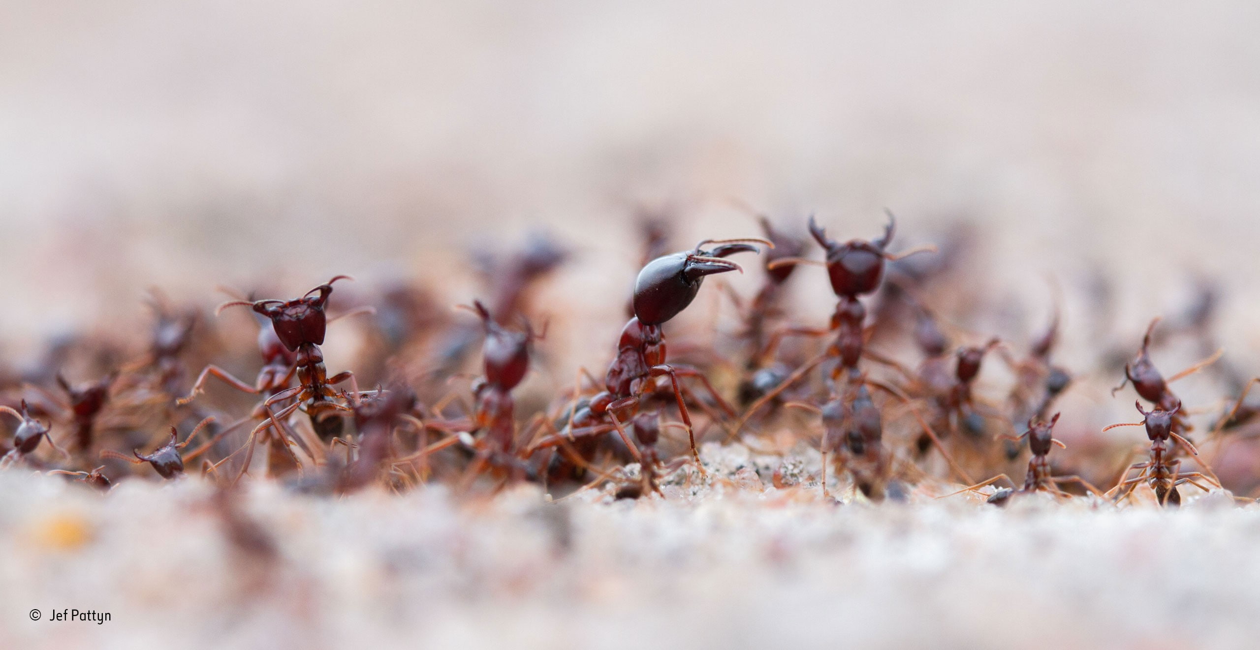 hymenoptera, macro, focus on foreground, nature, land, brown, field, defocused, no people, animal themes, plant, fragility, ants, dry, day, food and drink, HD Wallpaper