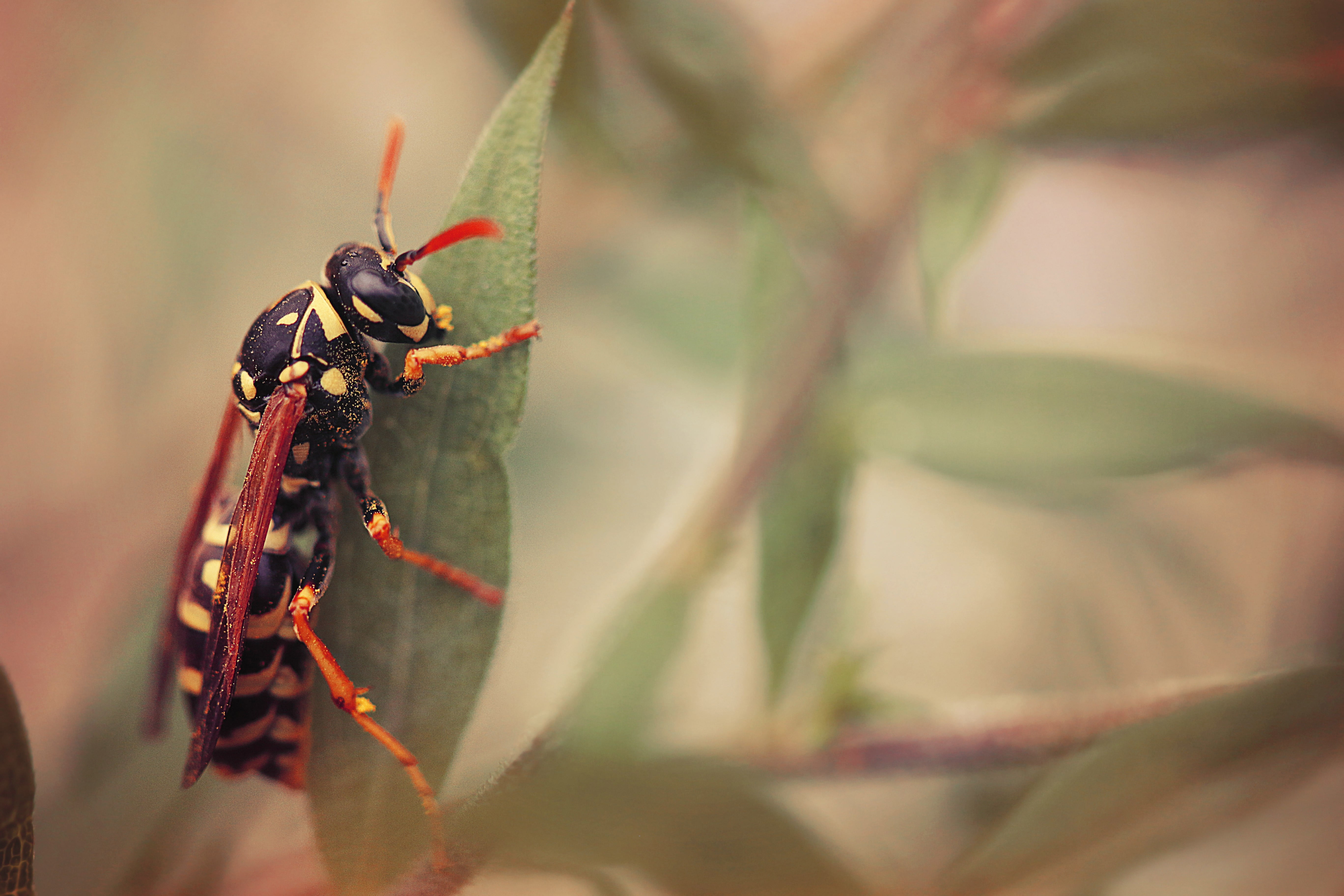 insect, animal wildlife, invertebrate, plant part, animals in the wild, nature, close-up, no people, animal, one animal, macro, selective focus, ant, animals, HD Wallpaper