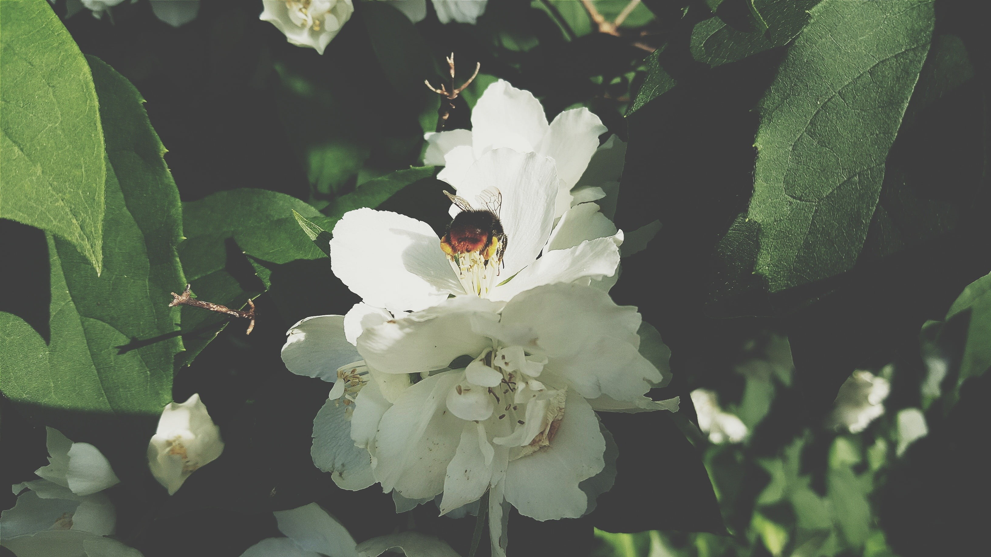 macro, nature, petal, flowers, leaf, plant, growth, fragility, freshness, outdoors, hymenoptera, white color, flower head, insect, petaled, inflorescence, HD Wallpaper