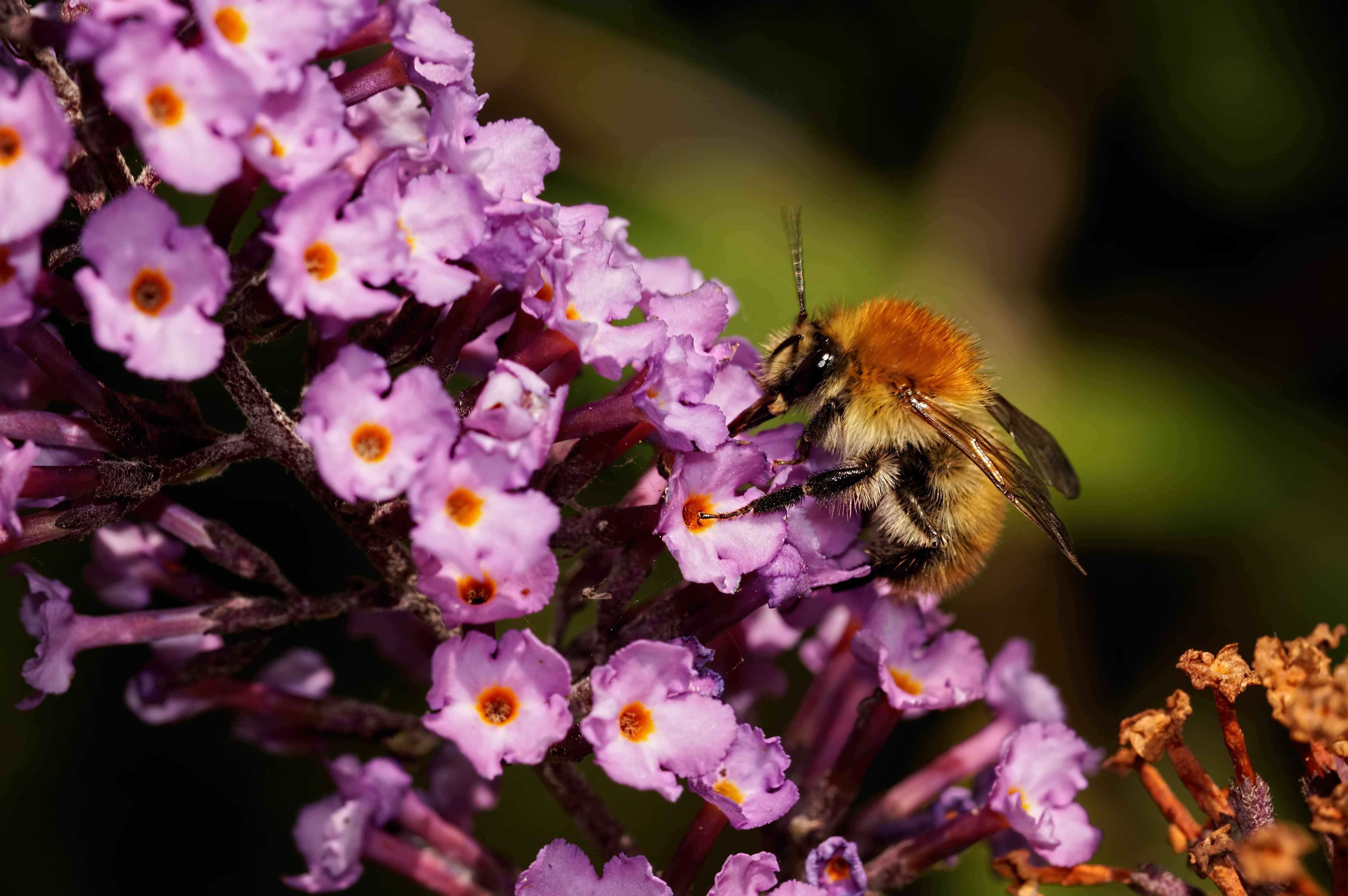flower, growth, freshness, flowers, vulnerability, fragility, pollination, invertebrate, animals, beauty in nature, close-up, animal, no people, springtime, HD Wallpaper
