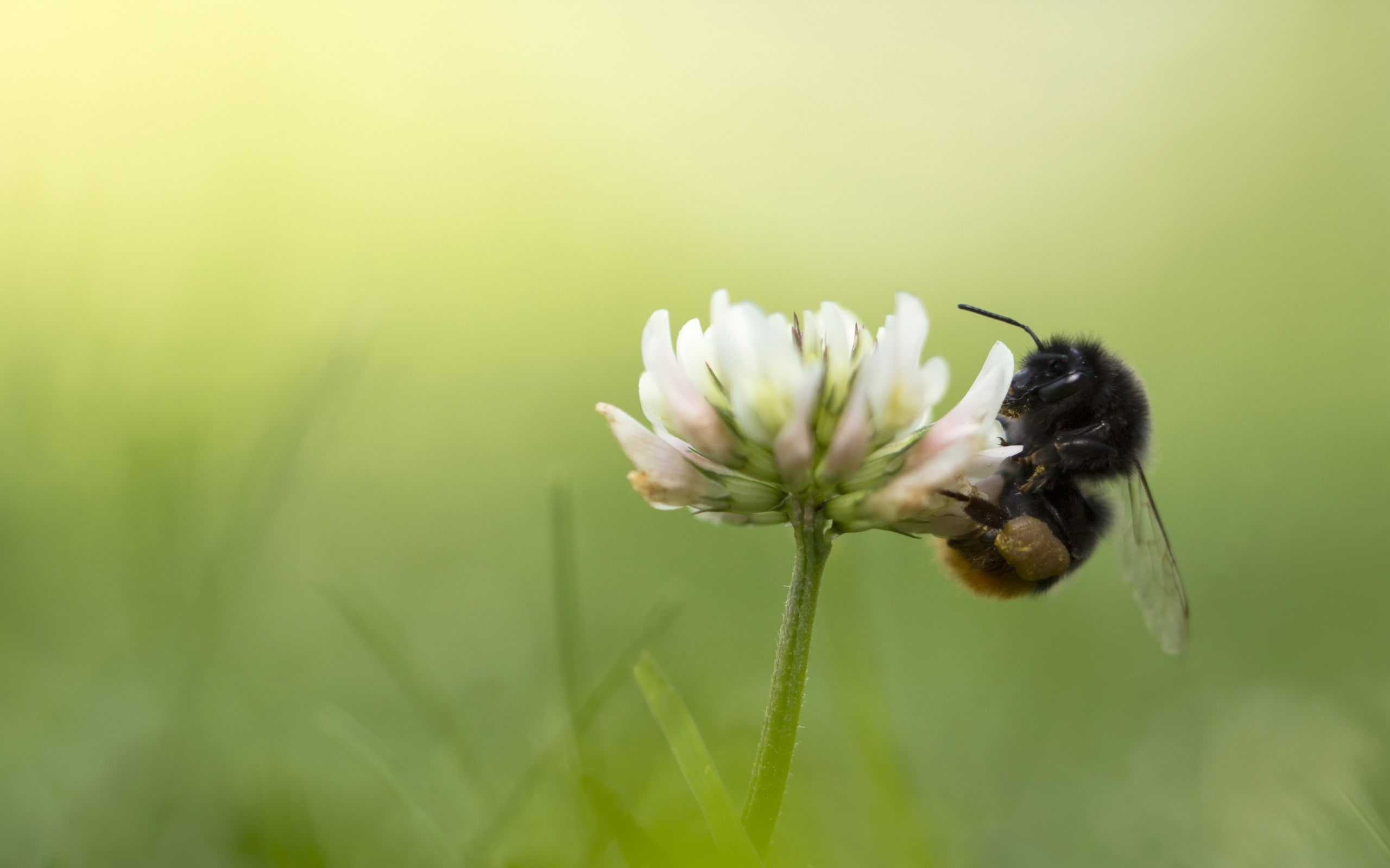 bumblebees, animals, one animal, insect, animal themes, flower, nature, close-up, freshness, invertebrate, growth, fragility, no people, vulnerability, HD Wallpaper