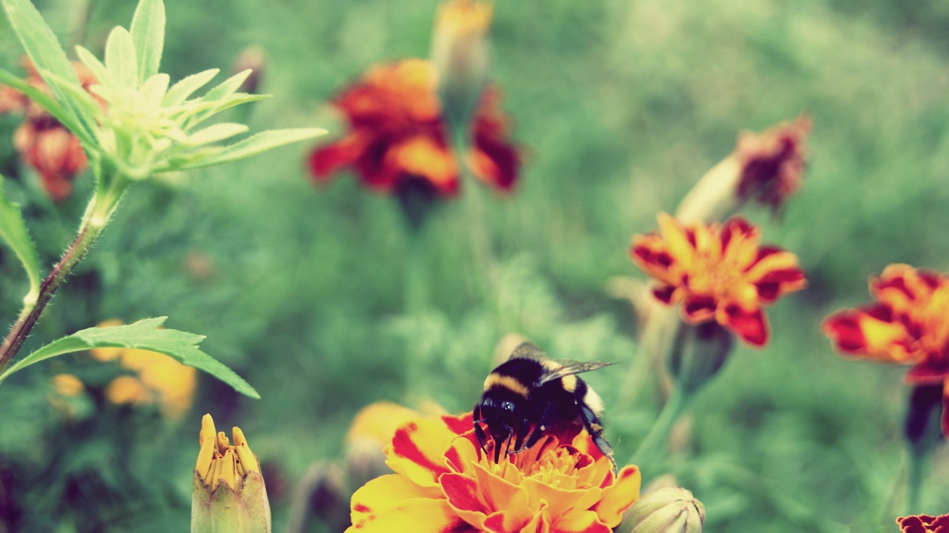 animals, flowers, bees, 1080P, marigolds, plants, hymenoptera, insect, HD Wallpaper