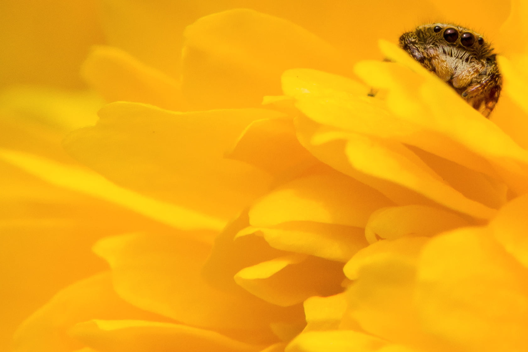 close up, f / 1, Plant, 720P, nature, Chrysanthemum, petaled, Nikon AF, Bug, Macro, Insect, NIKKOR, Flower, CLUB, petal, Bokeh, close-up, single Flower, HD Wallpaper
