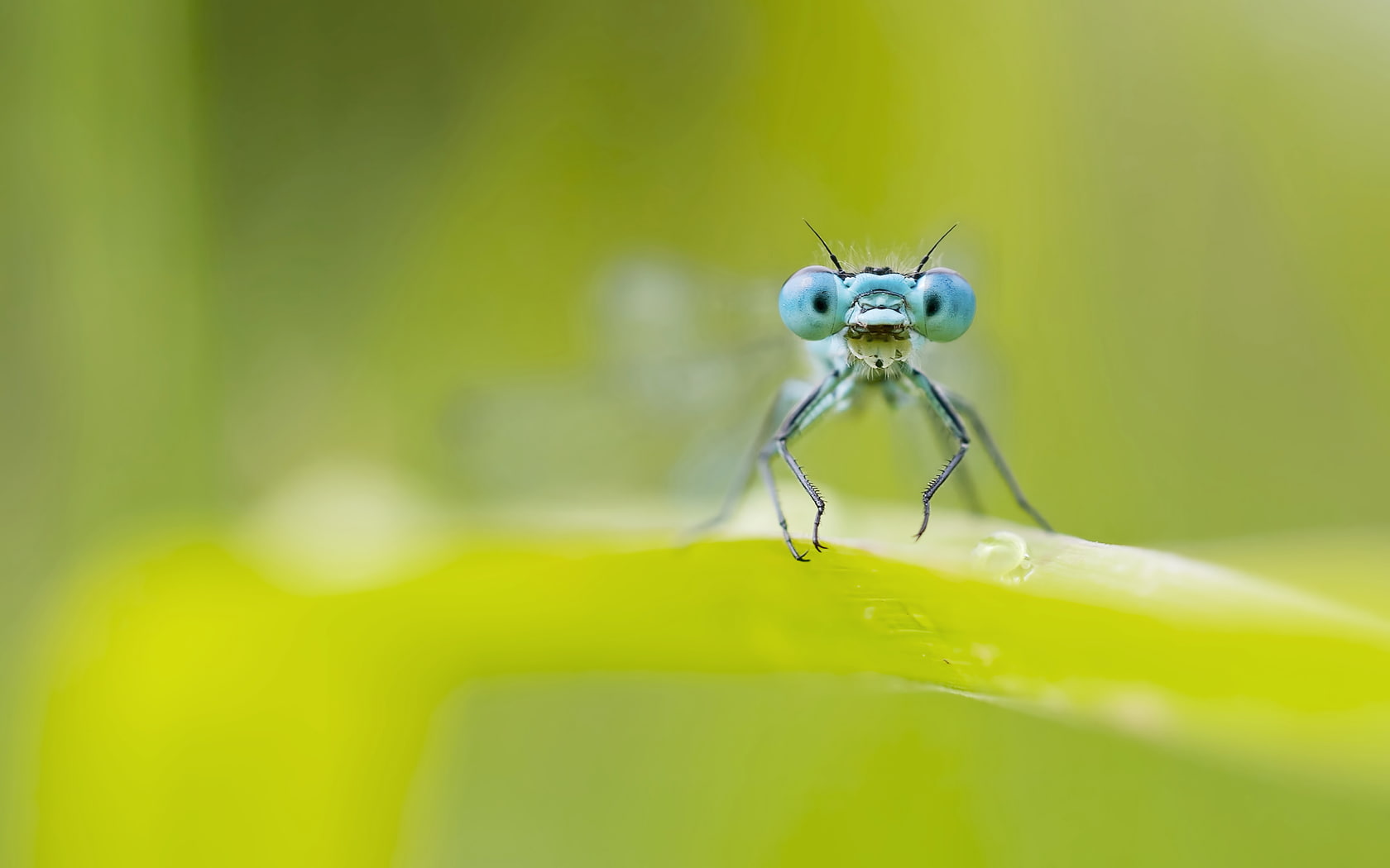 nature, dragonfly, 720P, macro, blue, HD Wallpaper