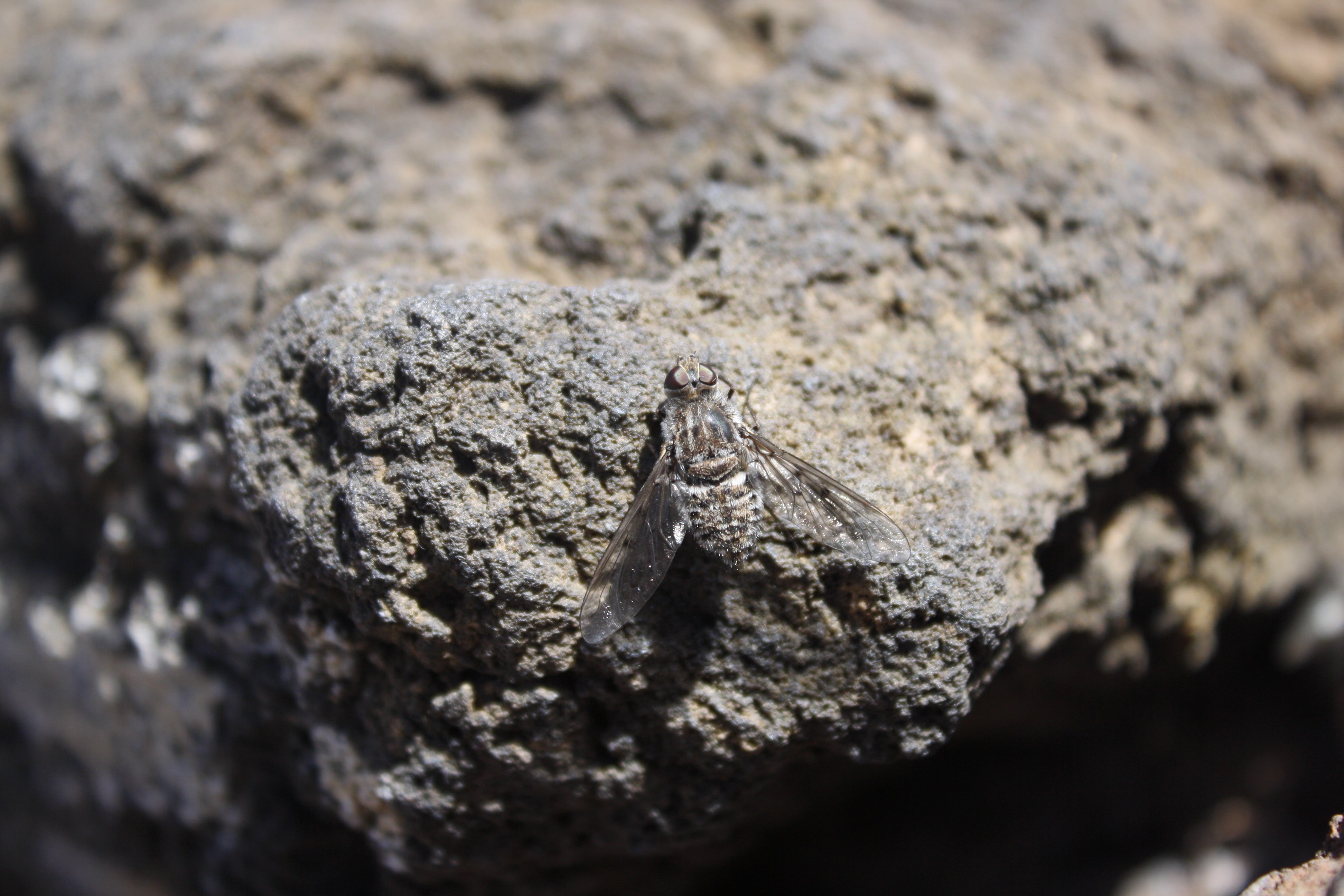 one animal, day, reptiles, rough, natural light, textured, camouflage, reptile, rock, insect, animal wildlife, closeup, outdoors, vertebrate, rock - object, HD Wallpaper