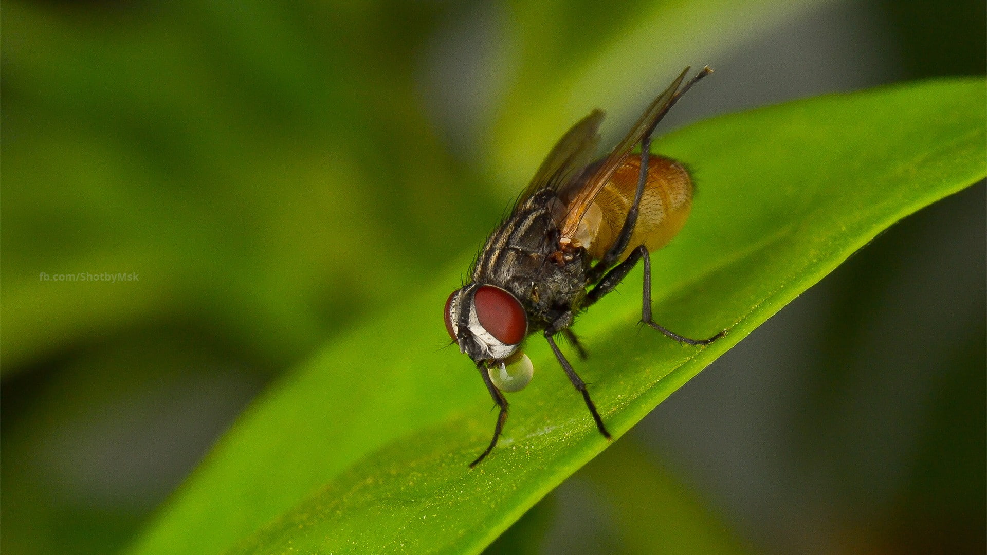 1080P, macro, bokeh, nature, insect, photography, closeup, wings, HD Wallpaper
