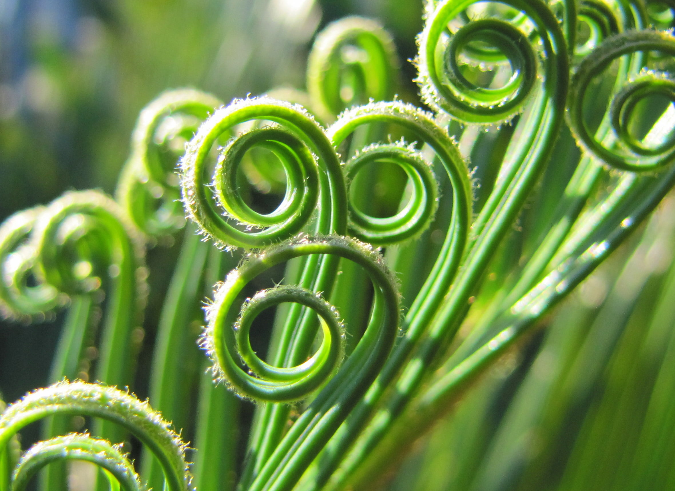 plant, Mission Viejo, palm, Canon  PowerShot  SX20  IS, leaved, green, green Color, photography, 1080P, Lake, nature, micro, bokeh, leaf, HD Wallpaper