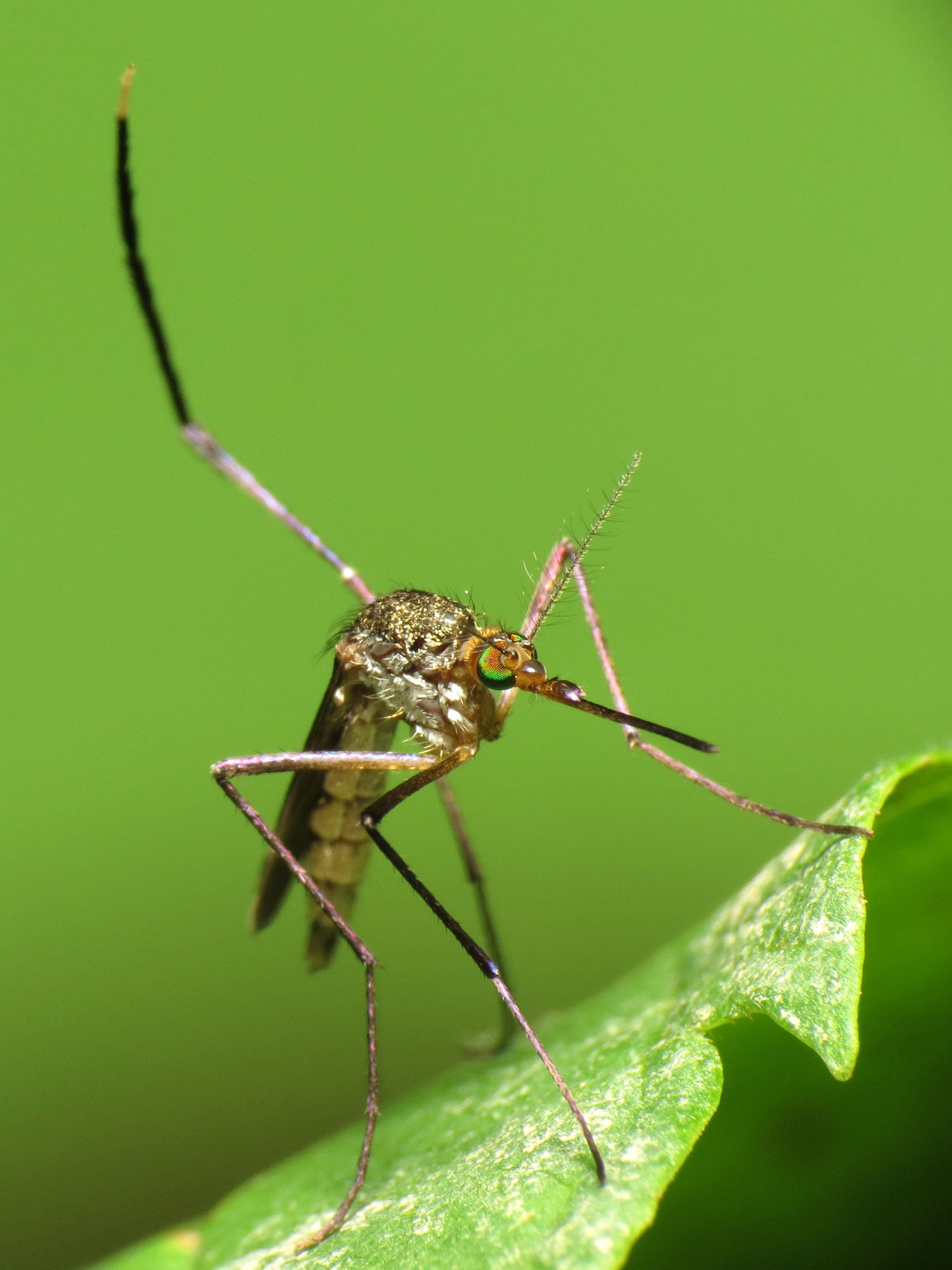 Canon Speedlite, Canon PowerShot SX40 HS, Woodland Mosquito, Diptera, insect, green, close-up, green leaf, perched, leaf, II, spider, 1080P, DC, Arthropoda, Phone HD Wallpaper