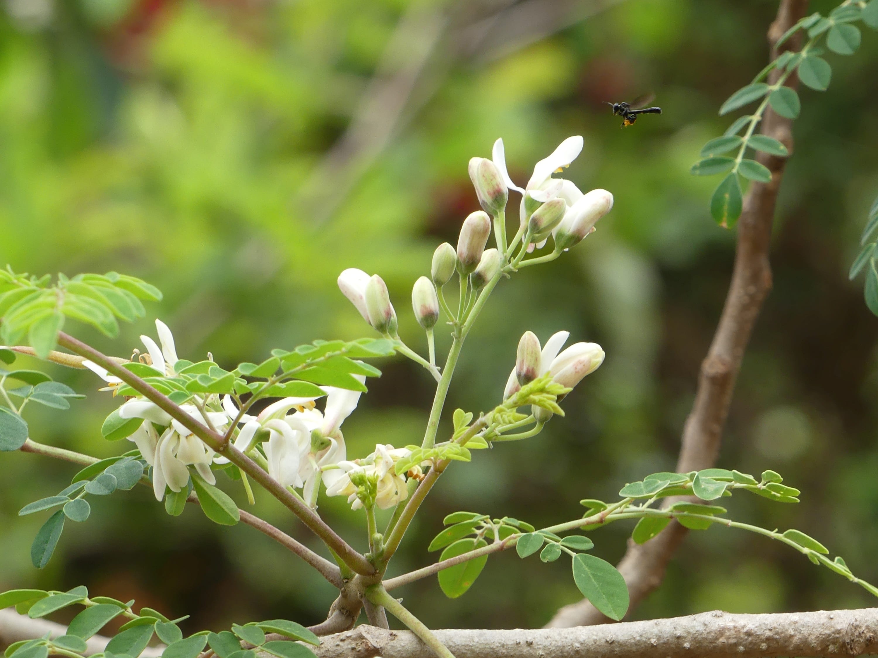 white, plant stem, blossom, vulnerability, freshness, guinea, flower head, petal, flower, outdoors, close-up, plant part, no people, growth, bud, white color, HD Wallpaper