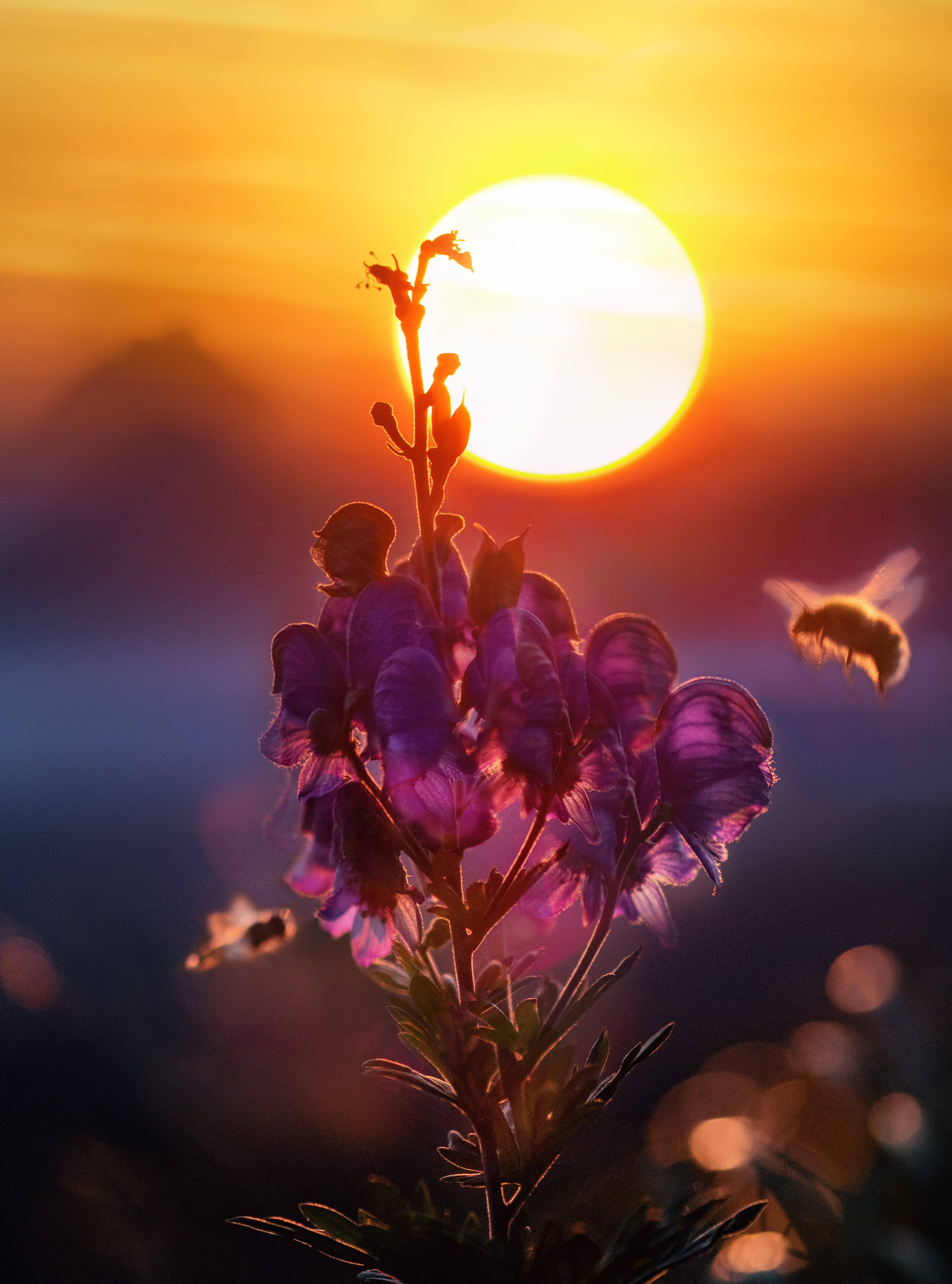 untitled, bug, flower head, flying, scenics - nature, bokeh, amazing, magic, lens flare, fragility, plant, wasp, beauty, bee, nature, sun, sunset, romantic sky, Phone HD Wallpaper