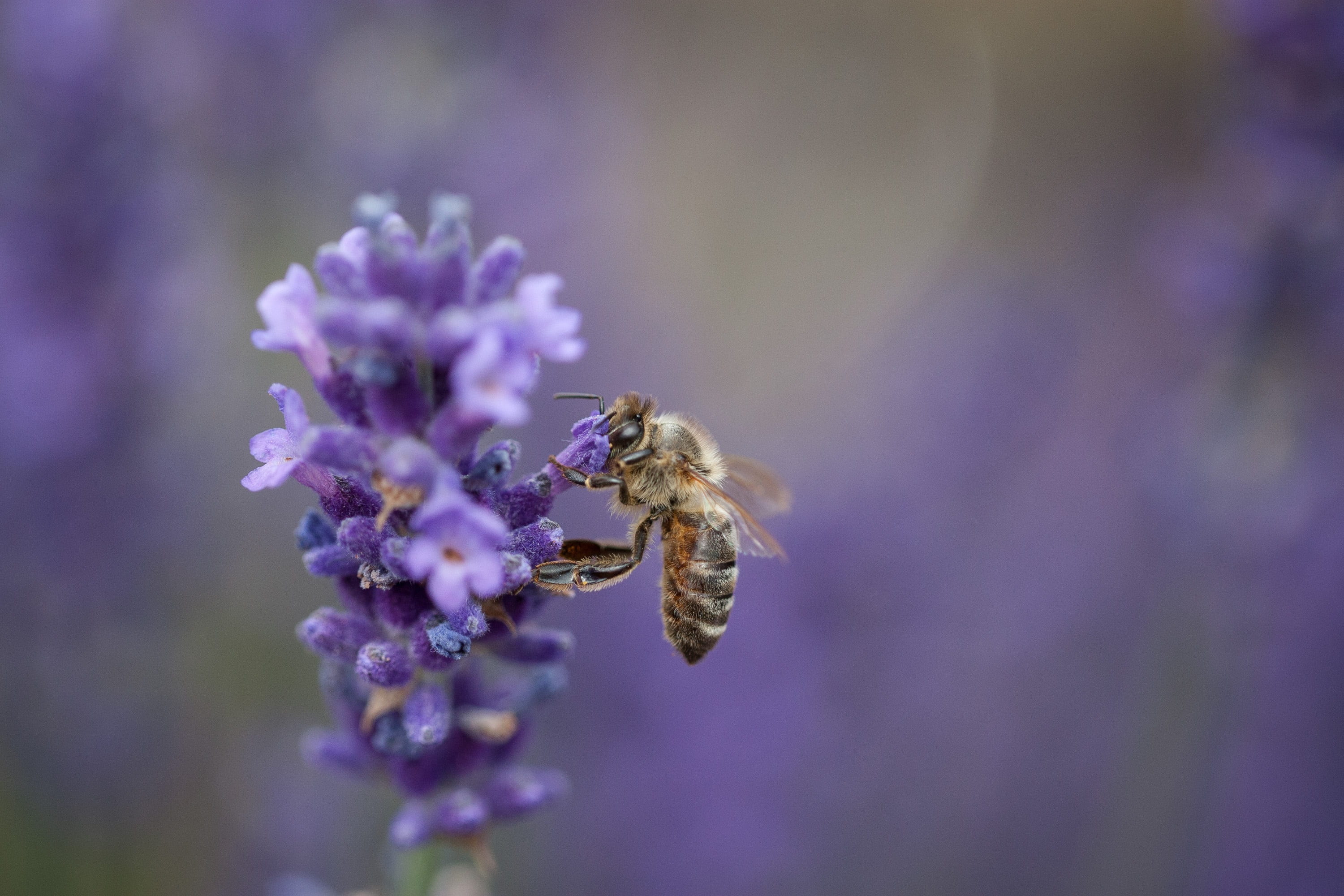 flower head, bloom, pollination, fragility, plant, flower, lavender, freshness, animal wildlife, animals in the wild, beauty in nature, close-up, invertebrate, HD Wallpaper