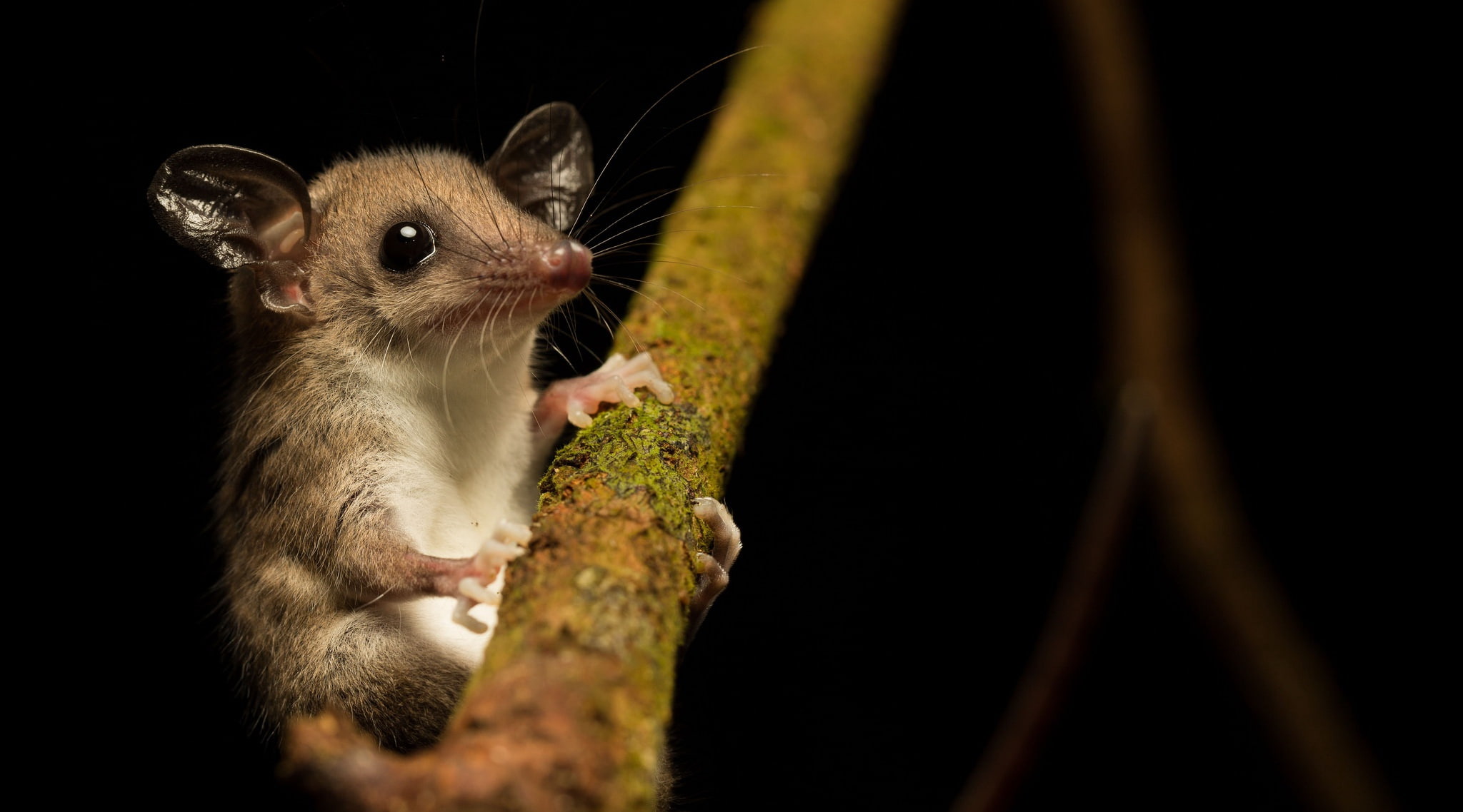 mice, mammals, animals, 1080P, HD Wallpaper