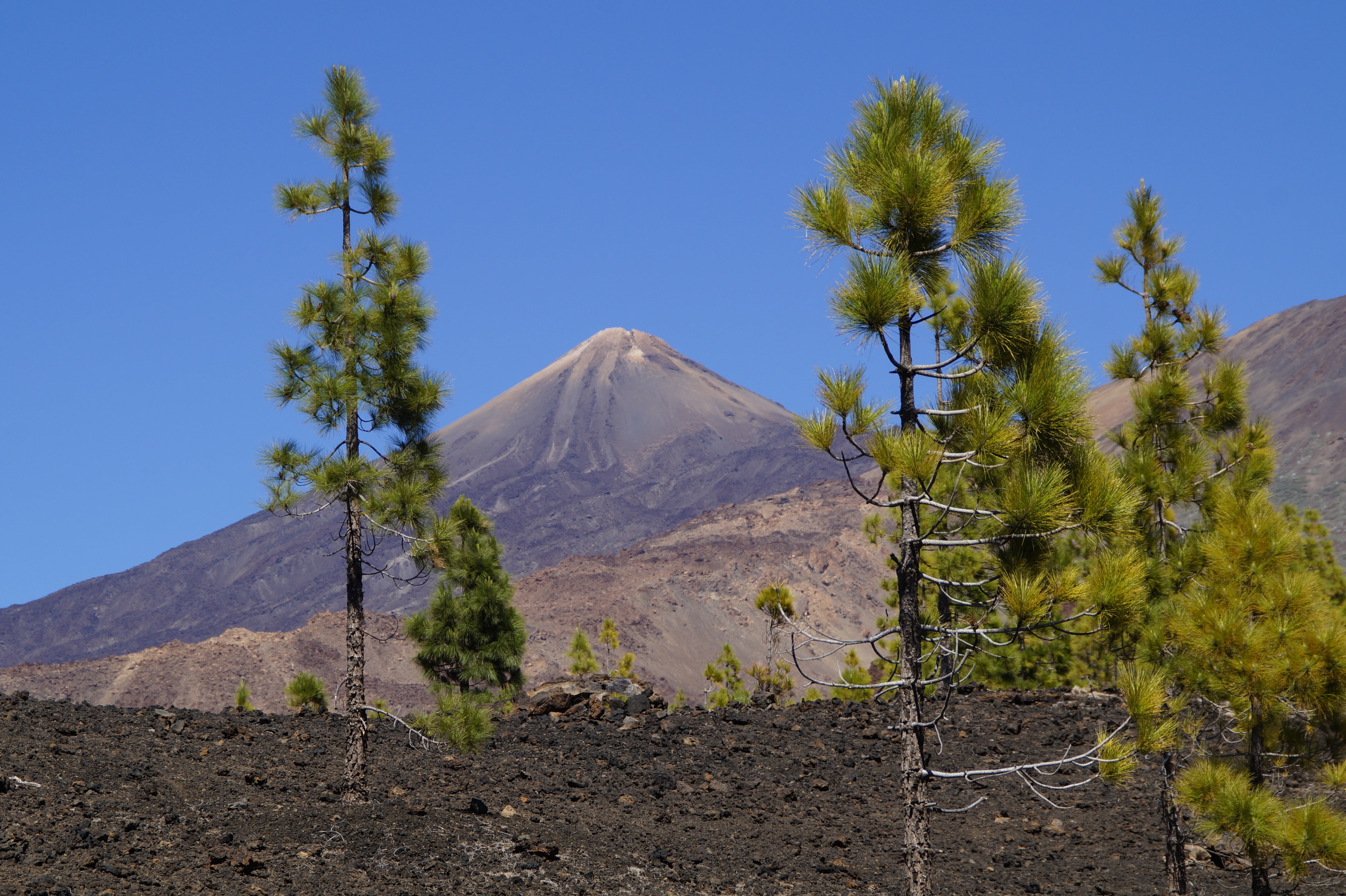 lava rock, environment, desert, contrast, green, national park teide, summit, bright, hike, volcanic landscape, fertile ground, pine, travel destinations, HD Wallpaper