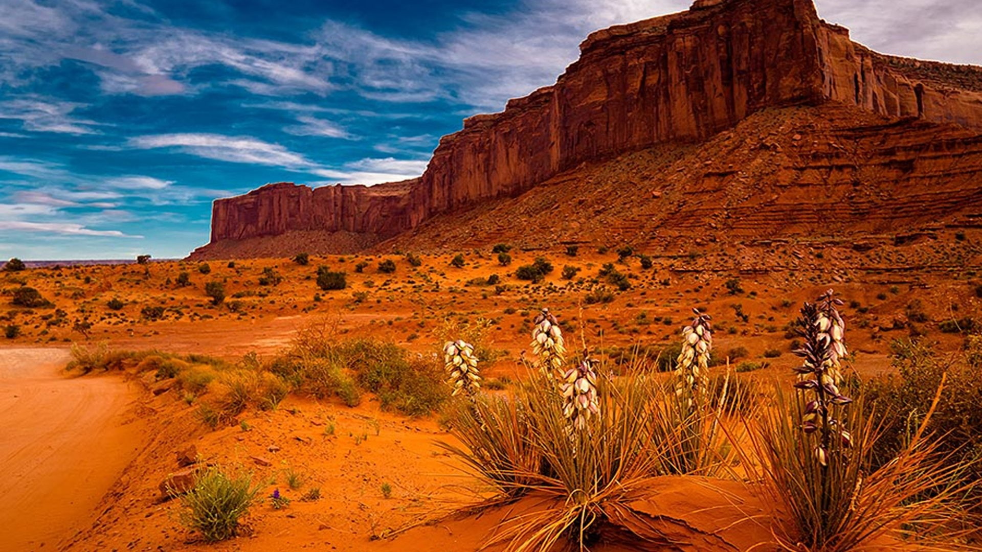Desert, Rock, 1080P, Sedona, Earth, Arizona, Plant, HD Wallpaper